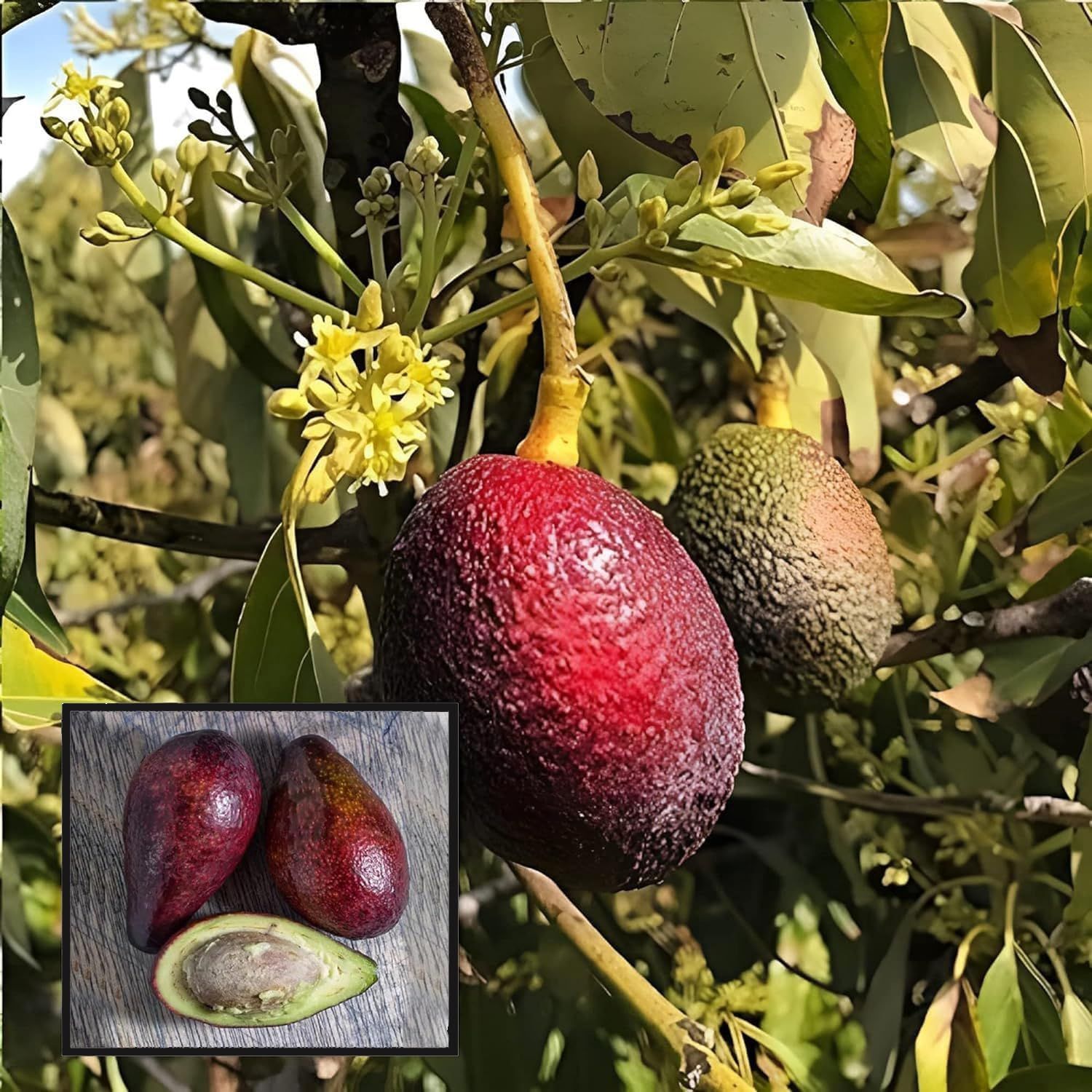 Miami Red Avocado Butter Fruit Grafted Plant (1.5-2 Feet Height)
