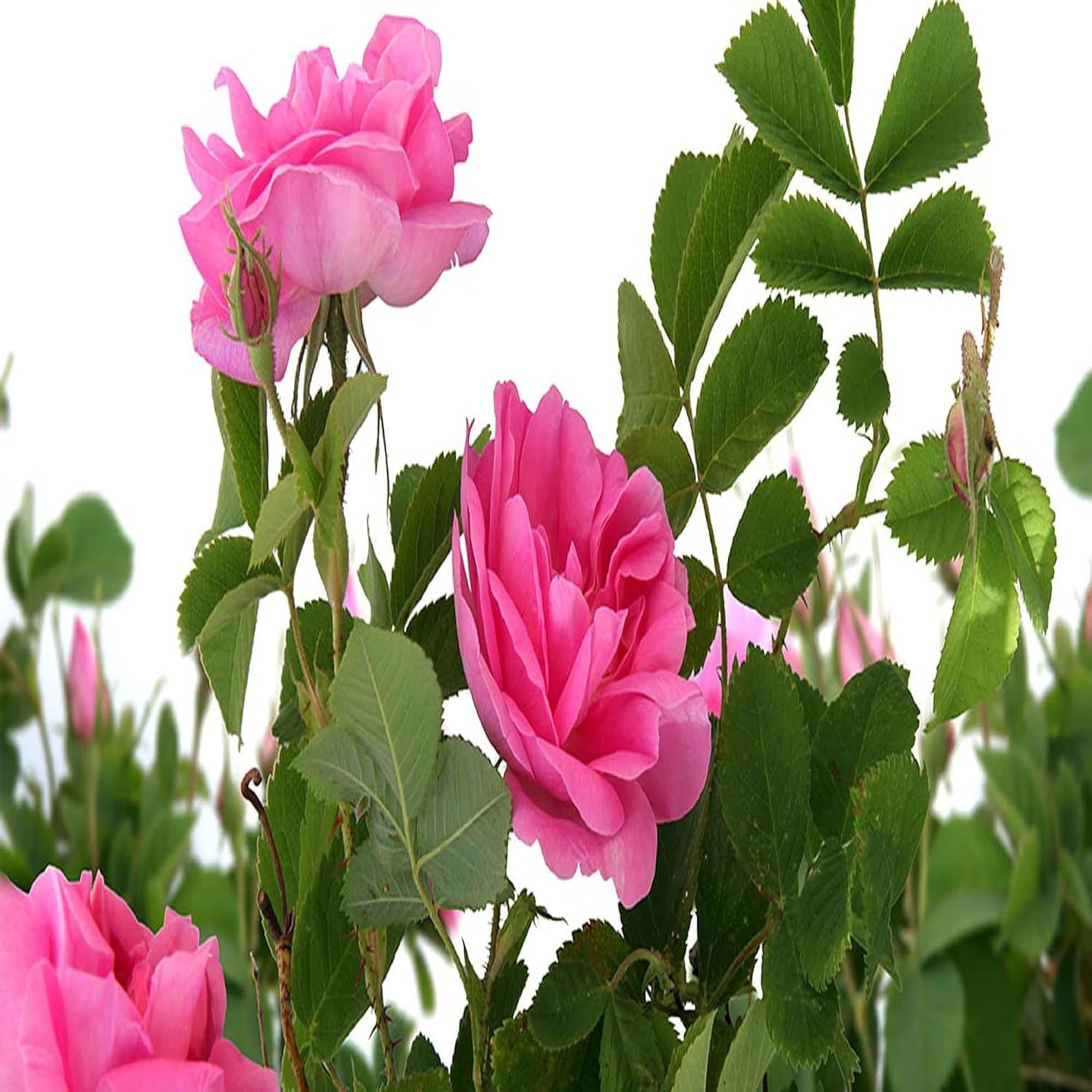 Pink Colour Rose Fragrant Flower Plant (1-2 Feet Height)