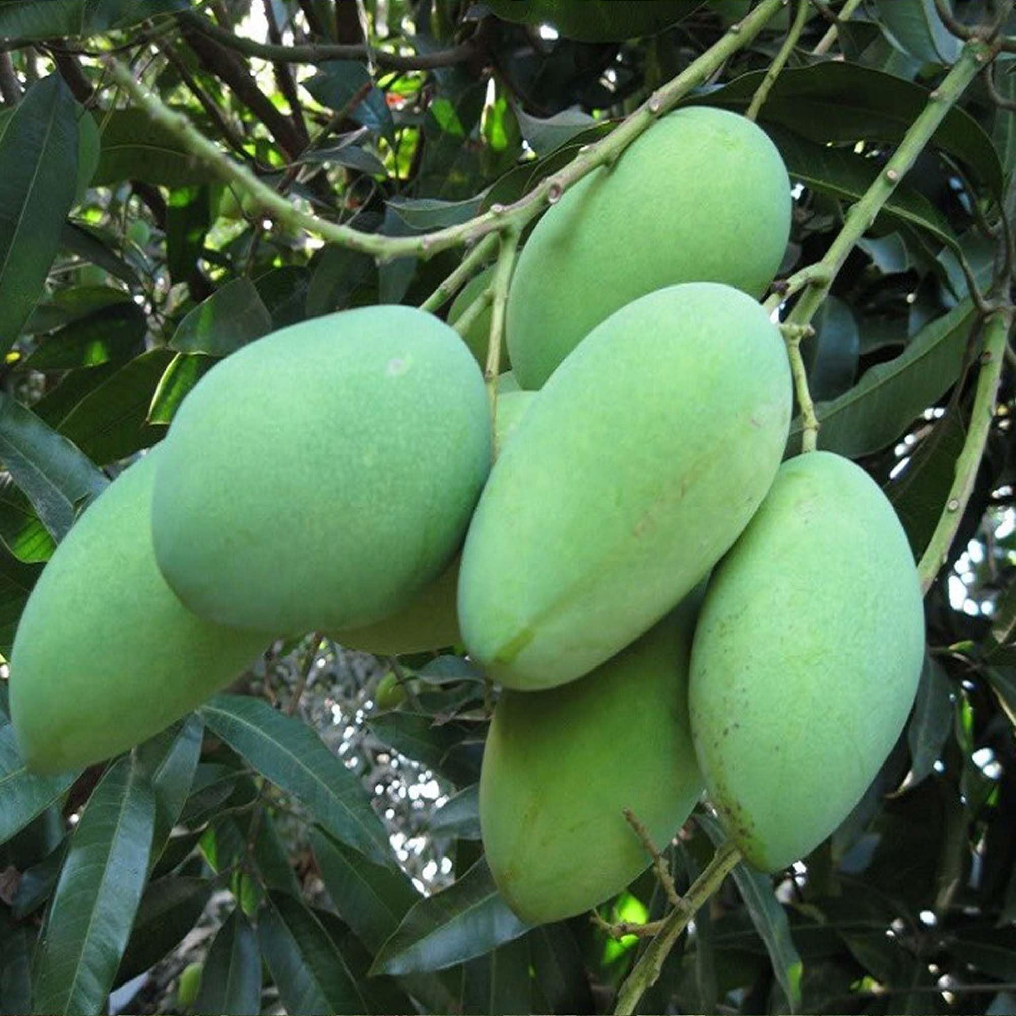 Amrapali Mango Aam Grafted Fruit Plant (1.5-3 Feet Height)