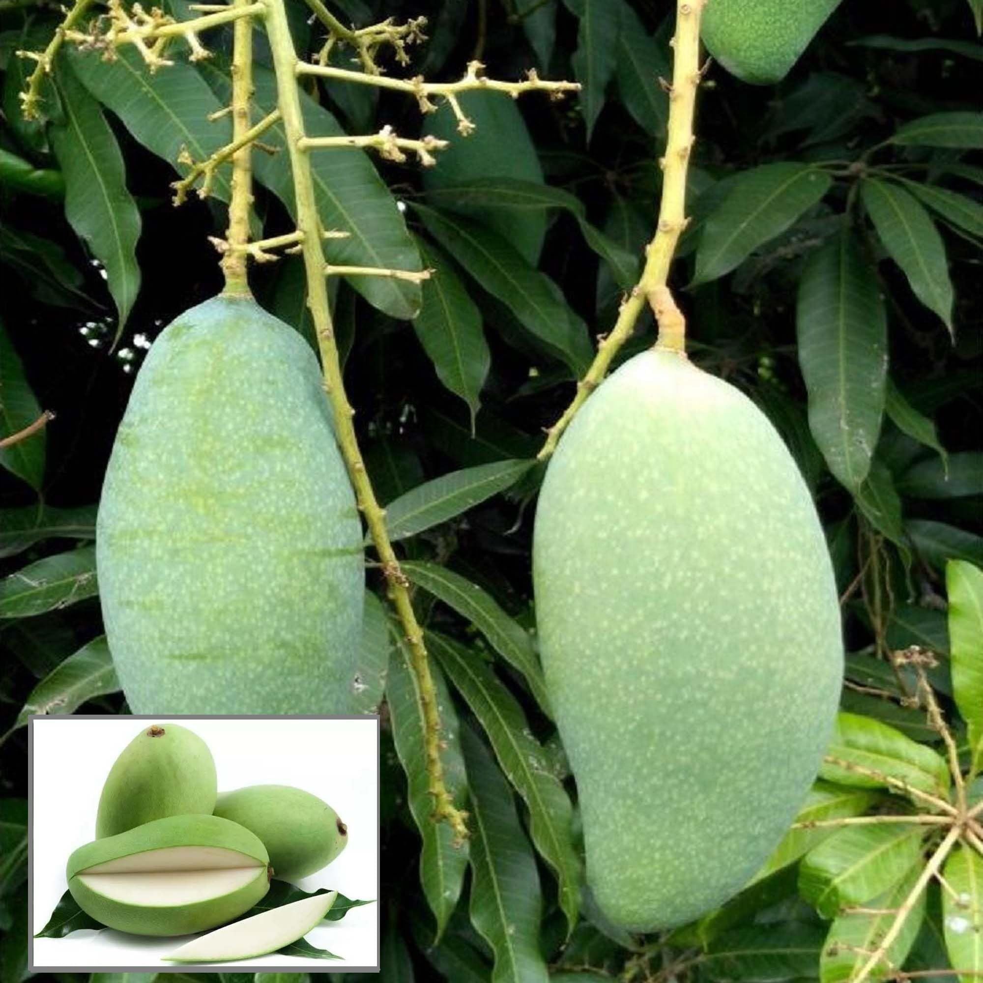 Sweet Kaccha Mitha Mango Aam Grafted Fruit Plant (1.5-3 Feet Height)