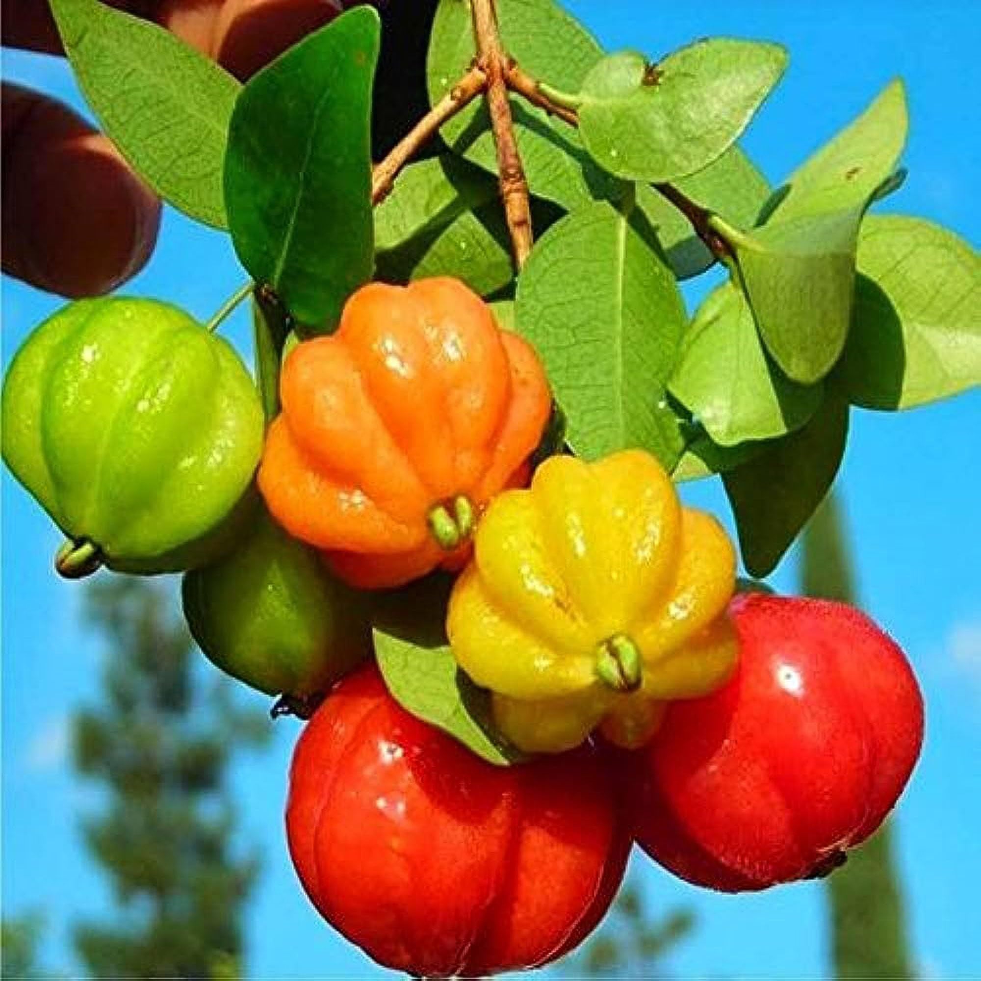 Surinam Cherry Cherries Layering/Grafted Fruit Plant (1-2 Feet Height)