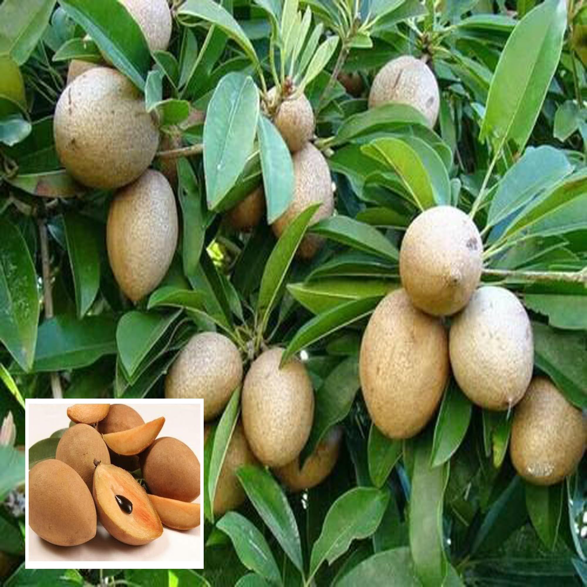 Thai Kalapatti Chikoo Sapota Grafted Fruit Plant (1.5-3 Feet Height)