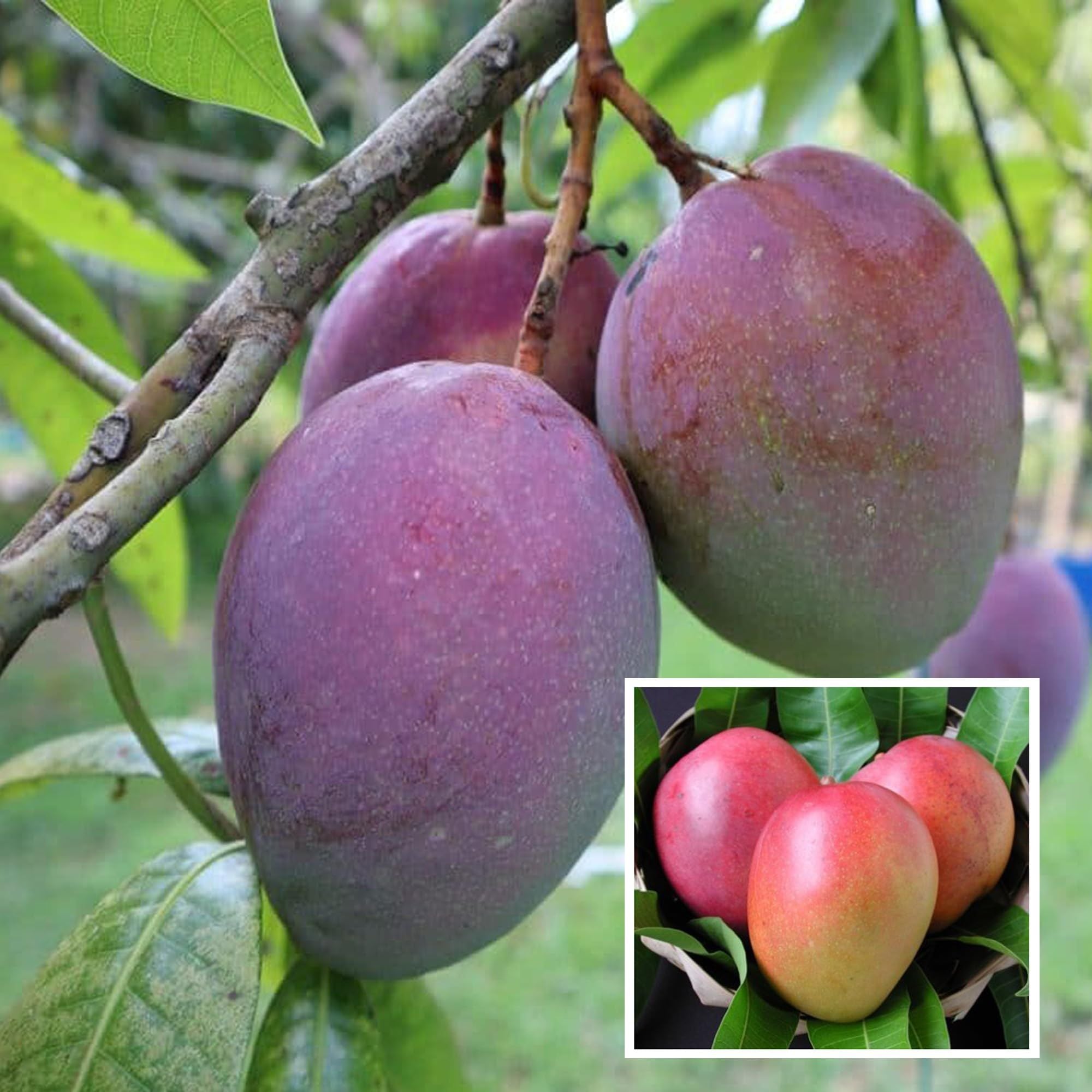 Tommy Atkins All Time Mango Aam Grafted Fruit Plant (1.5-3 Feet Height)
