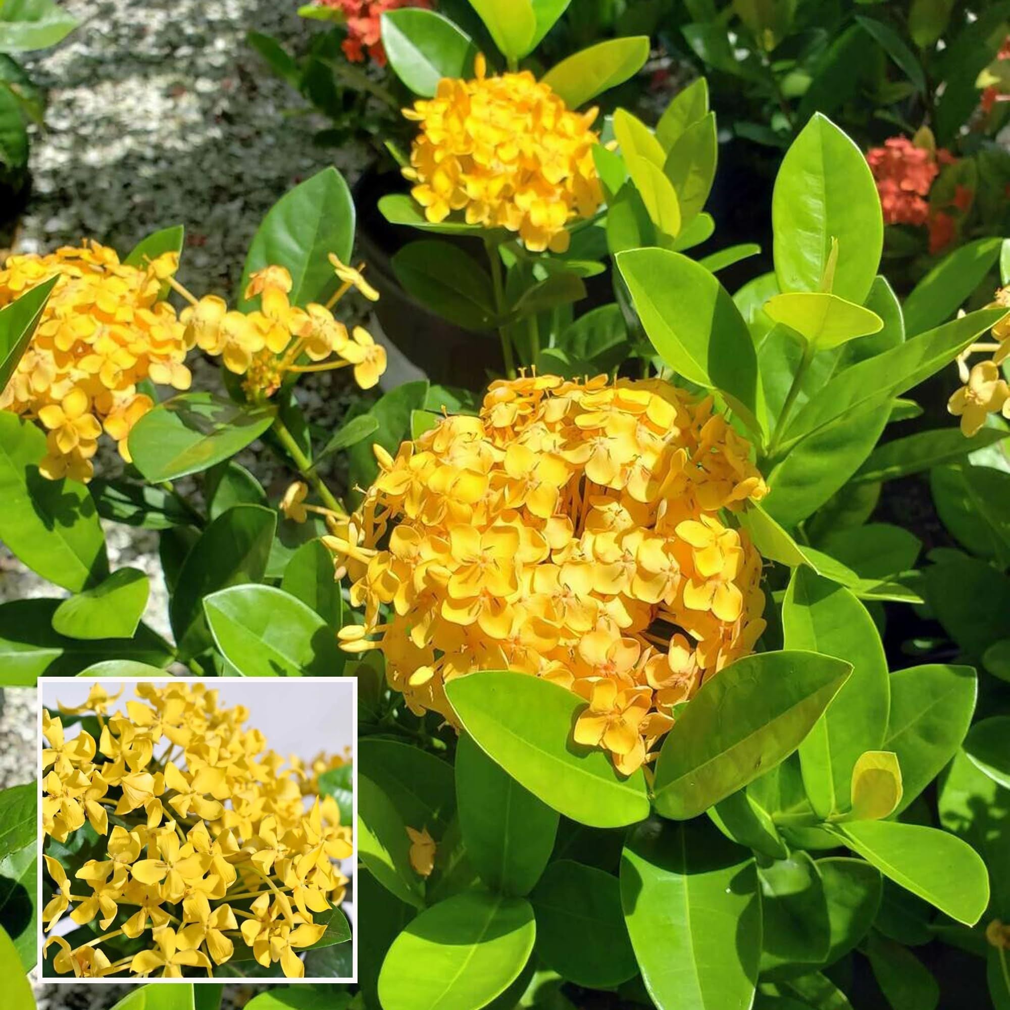 Yellow Colour Ixora Rukmini Rangan Flower Shrubs Plant (1.5-3 Feet Height)