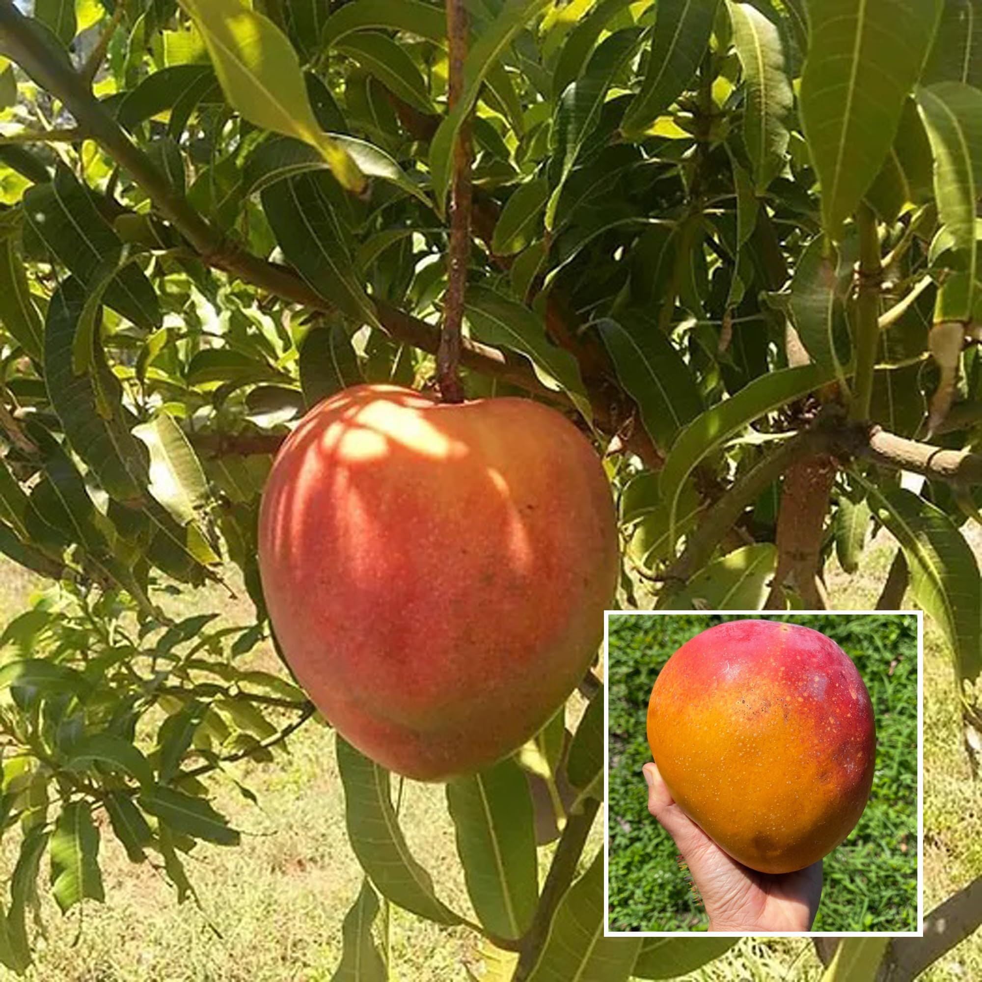 Hong Zhu Mango Aam Grafted Fruit Plant (1.5-3 Feet Height)