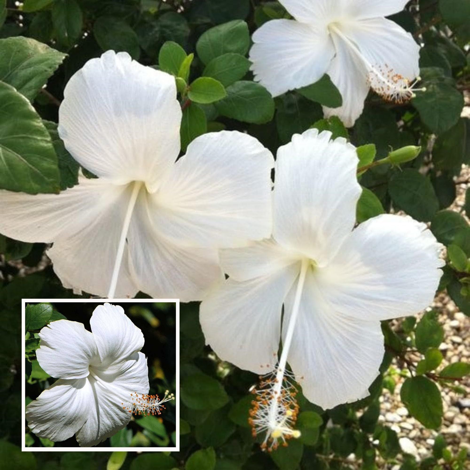 White Colour Hibiscus Joba Gudhal Flower Plant (1-2 Feet Height)
