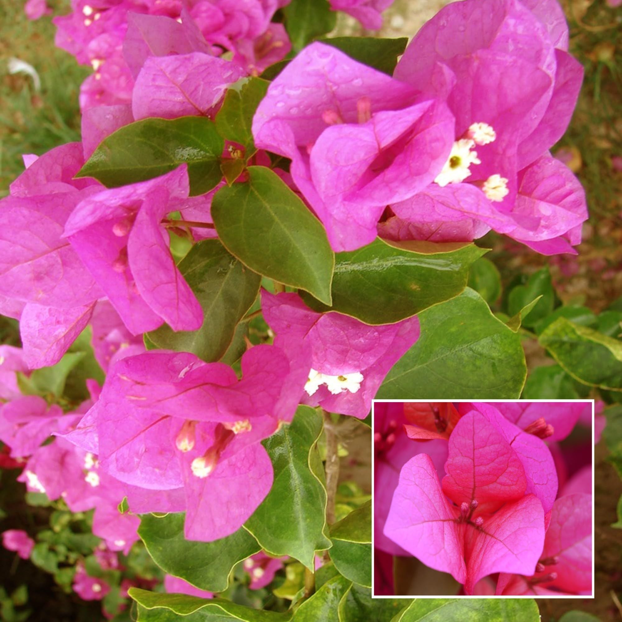 Pink Colour Bougainvillea Kagoj Ful Shrubs Flower Plant (1-2 Feet Height)