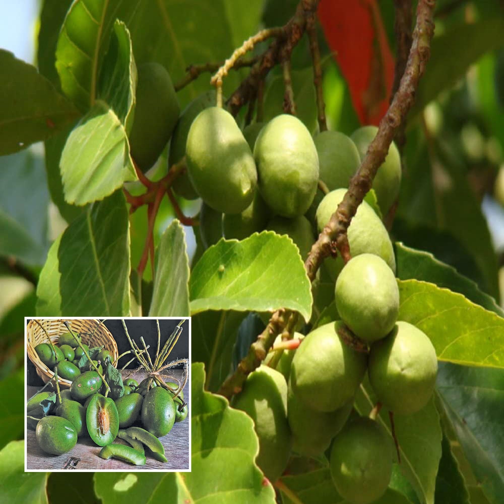 Sour Indian OJalpai, Indian Olive All Time Layering/Grafted Fruit Plant (1.5-3 Feet Height)