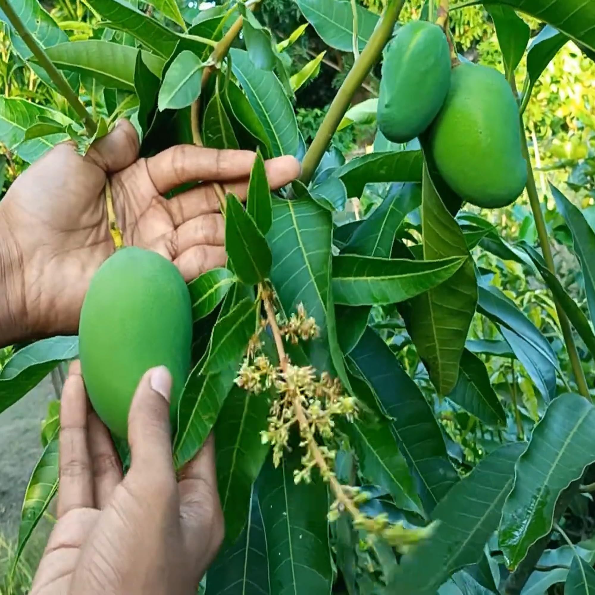 Bangladesh Bari 11 All Time Mango Aam Grafted Fruit Plant (1.5-3 Feet Height)