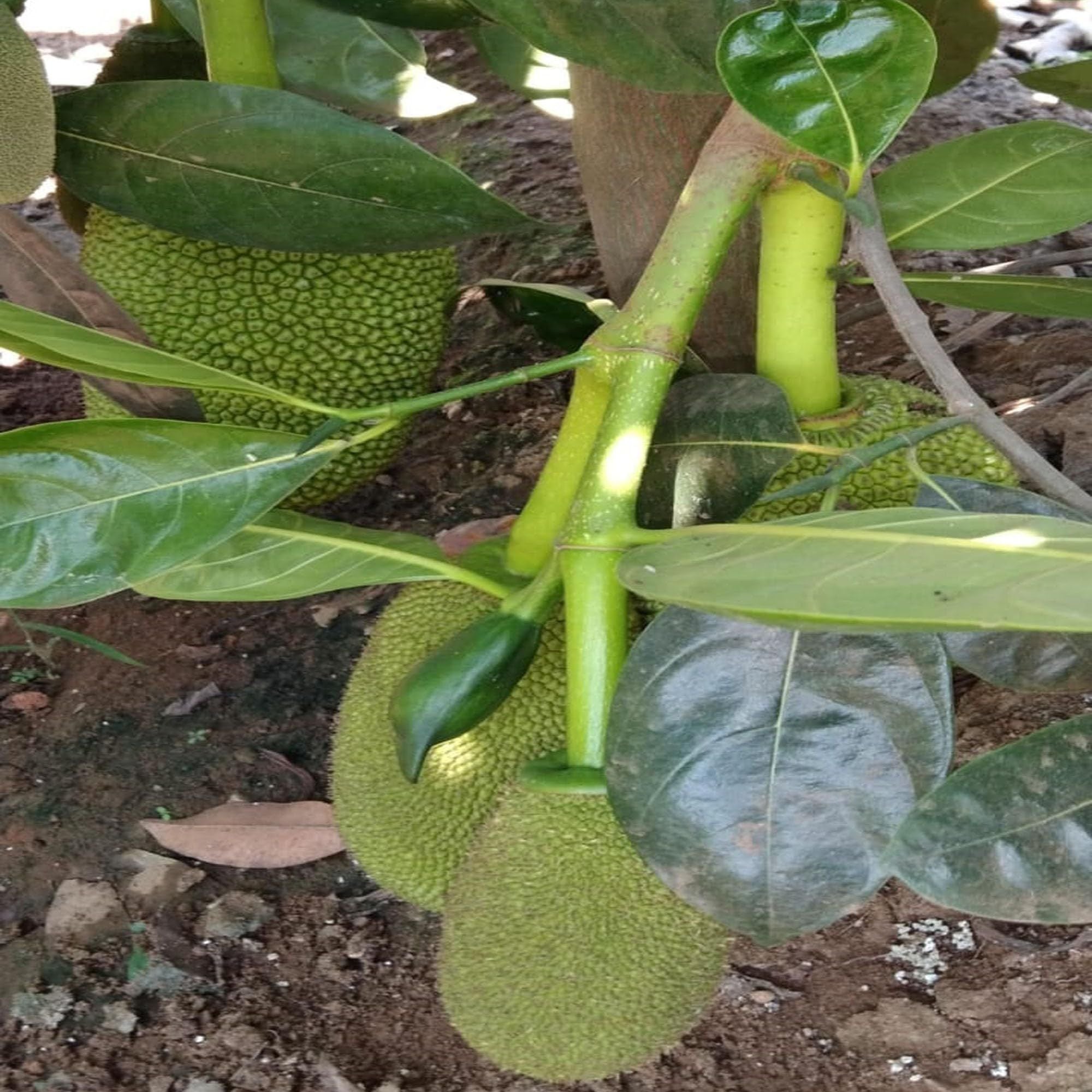 Seedless Gumless Jackfruit Panasa Varikka Katahal Chakka Grafted Fruit Plant (1.5-3 Feet Height)