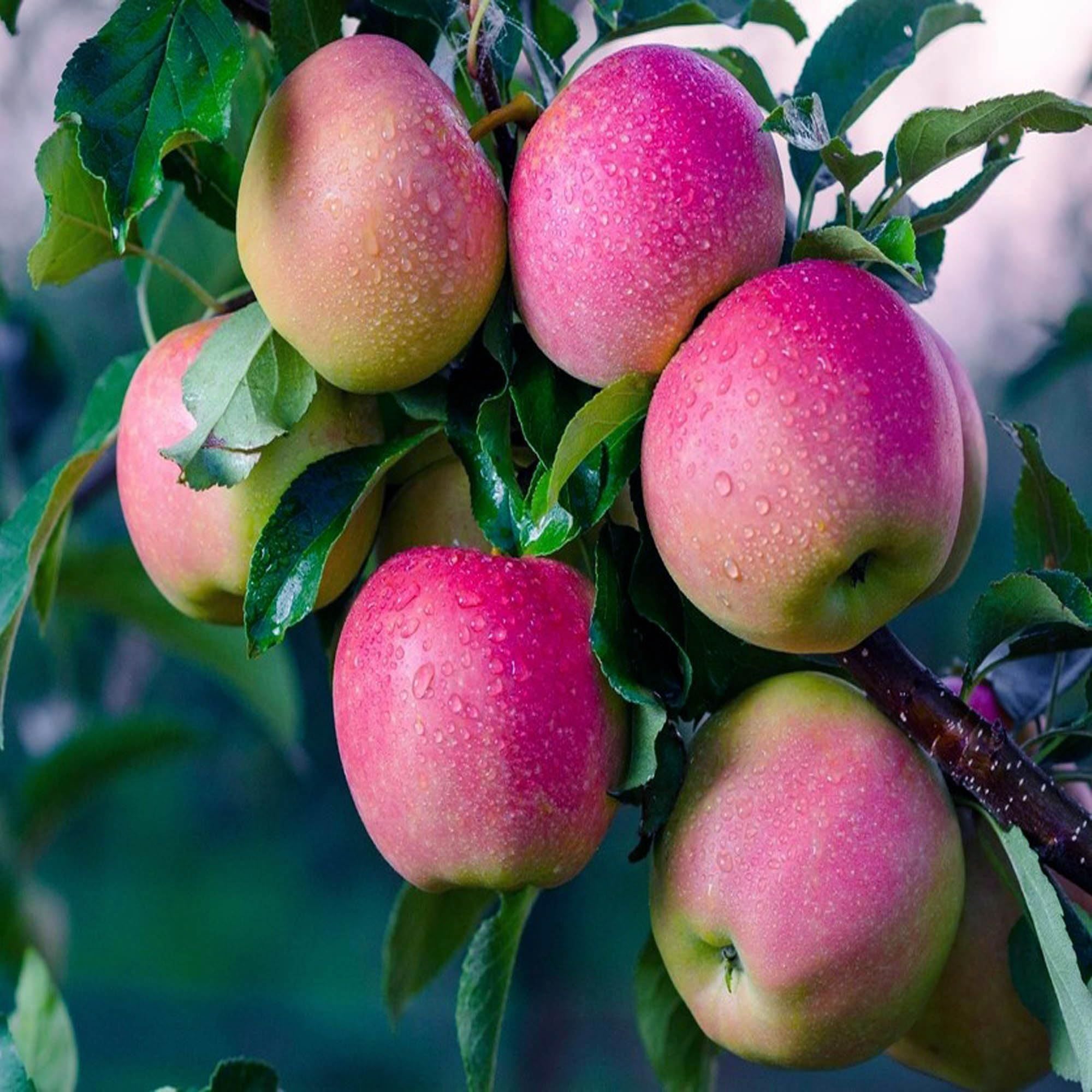 Pink Lady Apple Seb Grafted Fruit Plant (1.5-3 Feet Height)