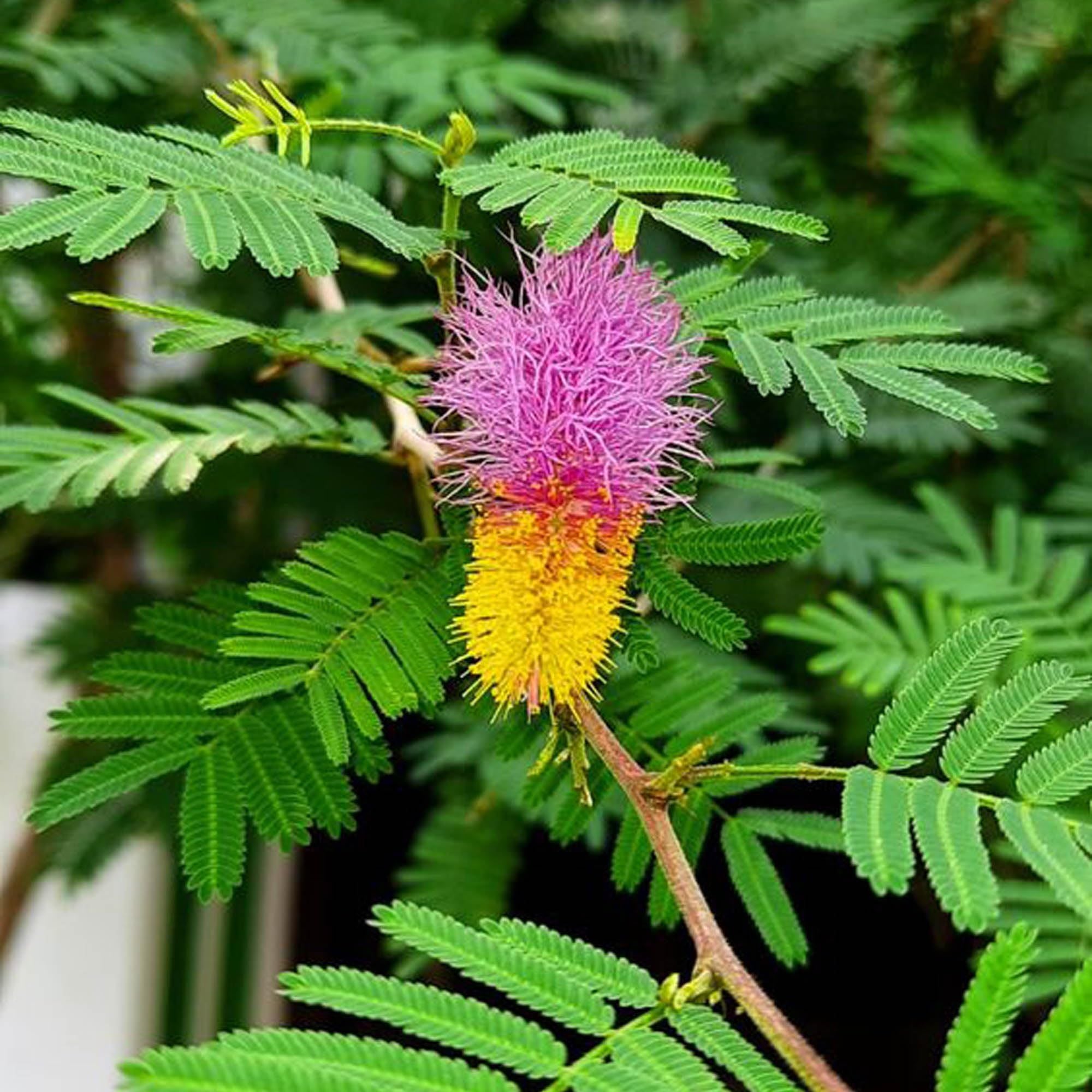 Shami Plant (1.5-3 Feet Height)