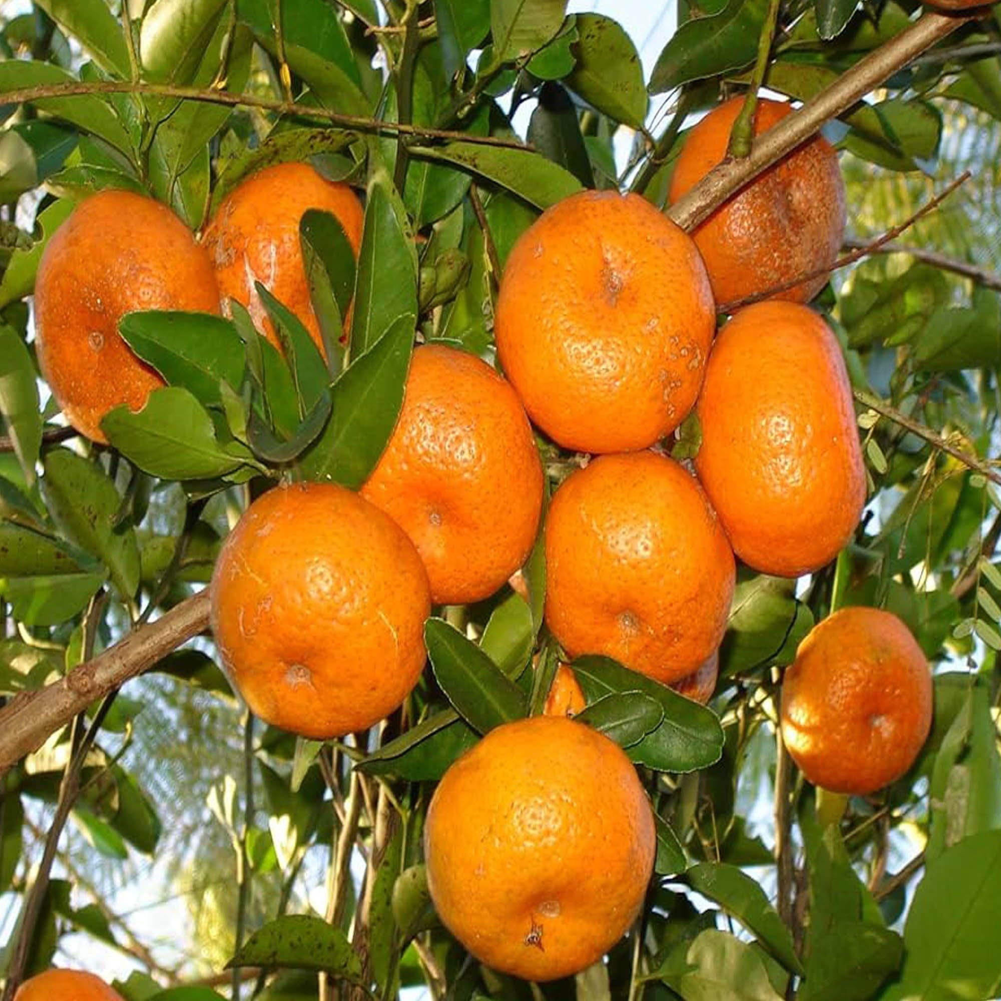 Honey Murcott Orange Santra Grafted Fruit Plant (1.5-2 Feet Height)