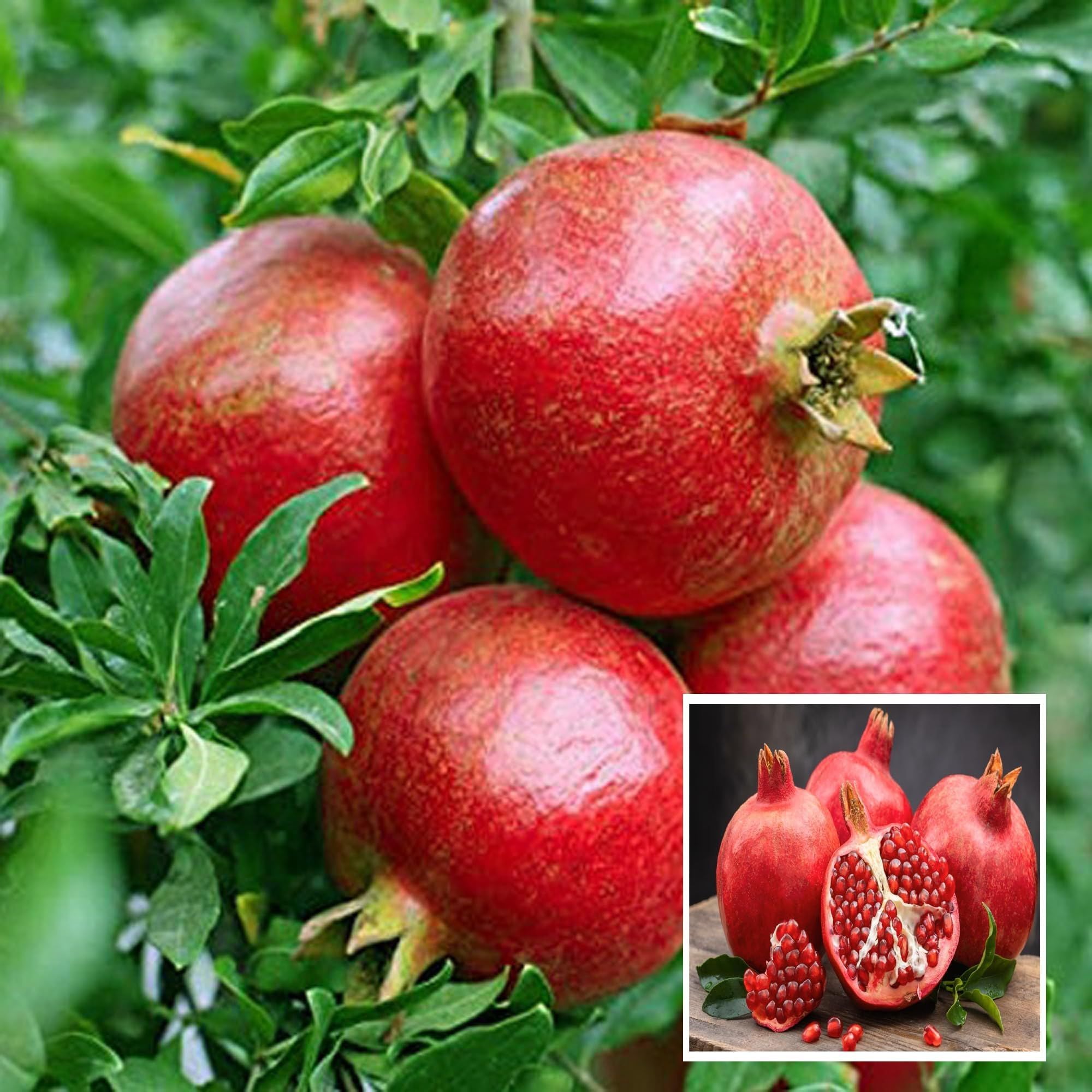 Super Bhagwa Pomegranate Anar Layering/Grafted Fruit Plant (1.5-3 Feet Height)