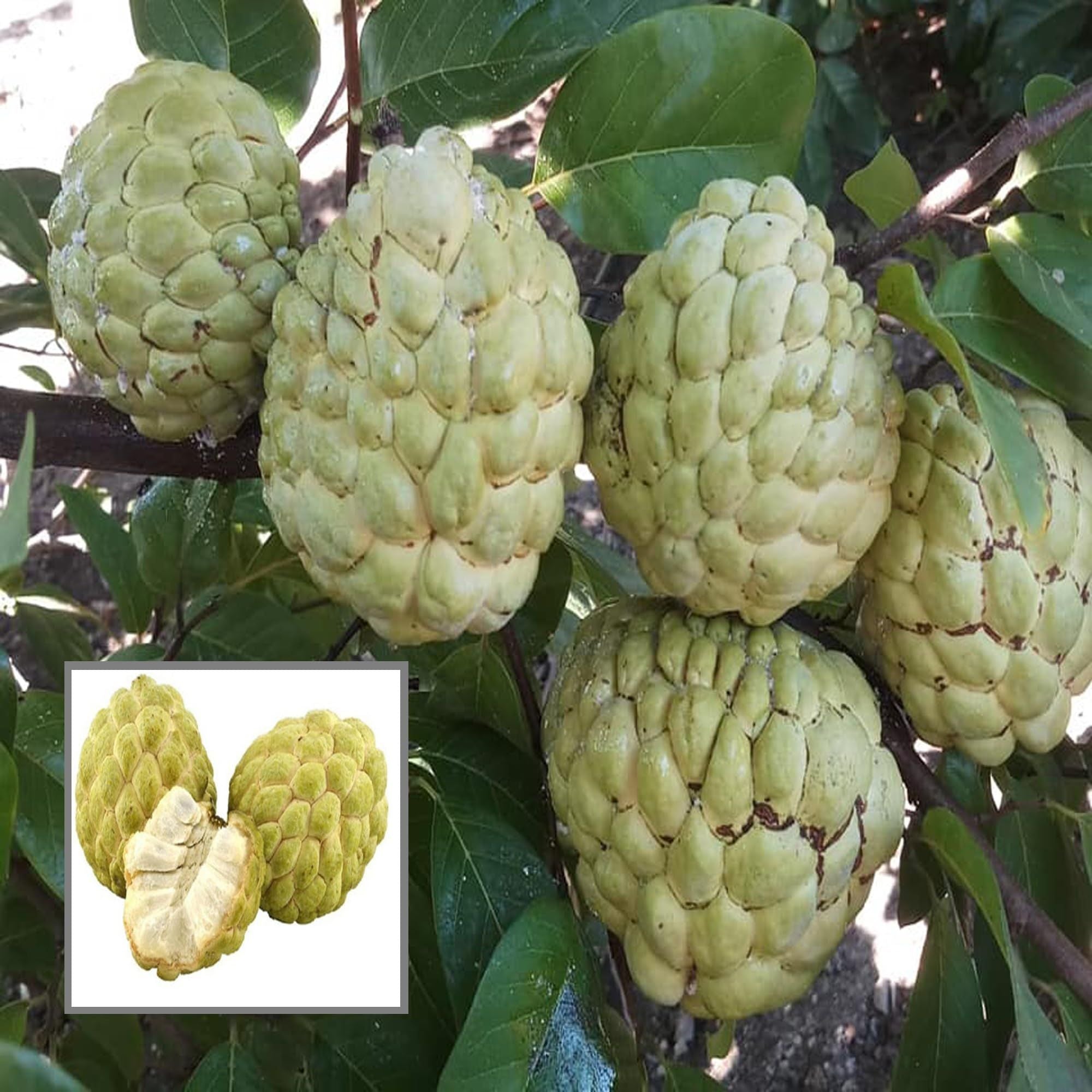 Super Golden Custard Apple Grafted Fruit Plant (1.5-3 Feet Height)