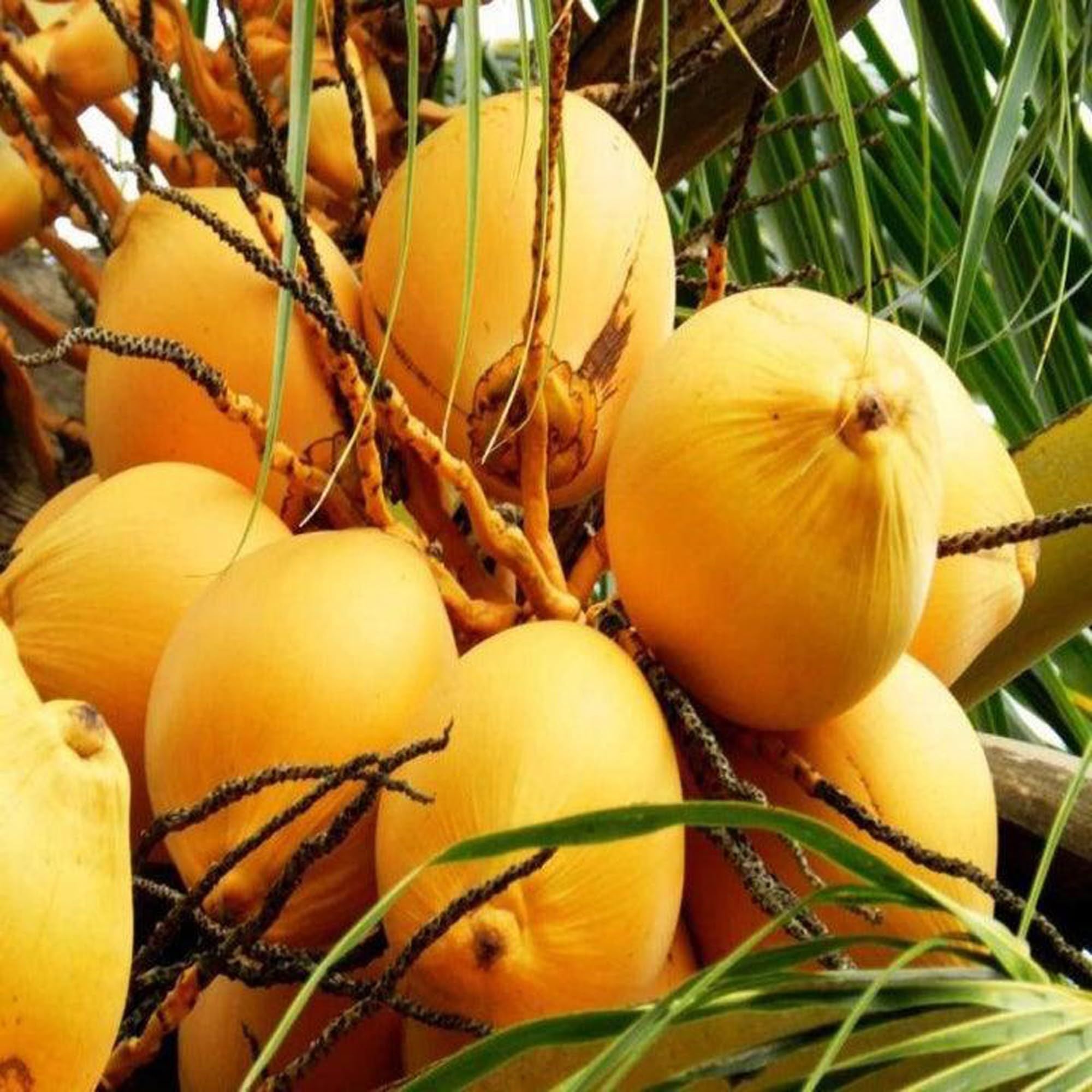 D X T Orange Coconut Nariyal Hybrid Dwarf Fruit Plant (2-4 Feet Height)