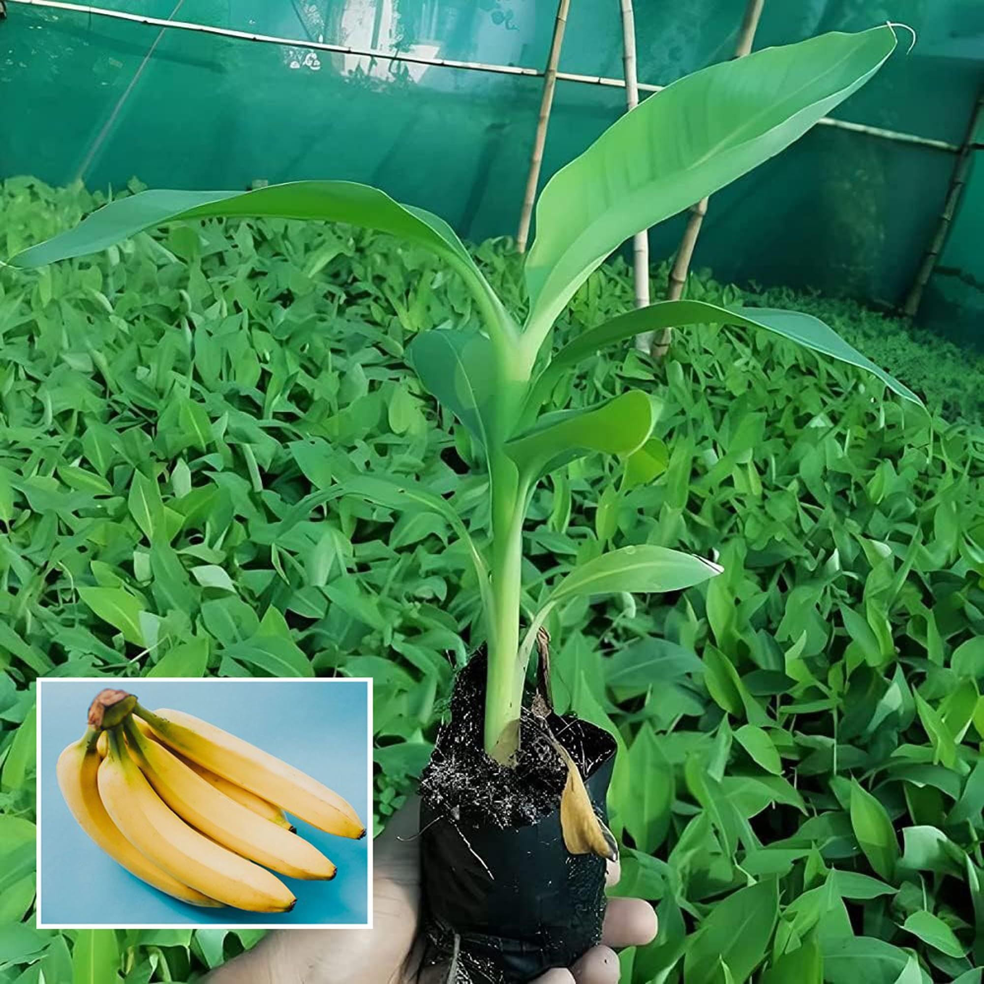 Singapuri Banana Tissue Caltured Fruit Fruit Plant (1.5-2 Feet Height)