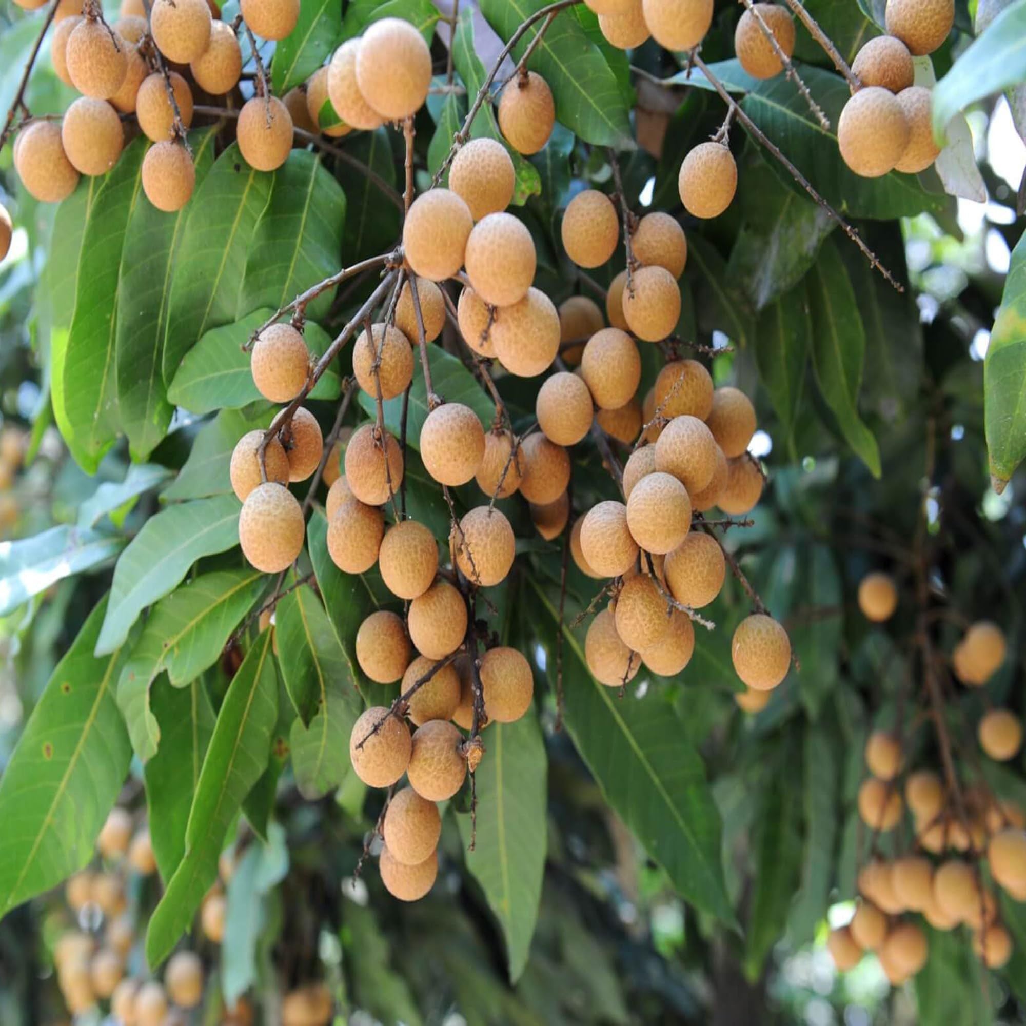 Khaki Dragon Eye Longan Grafted Fruit Plant (1-2 Feet Height)