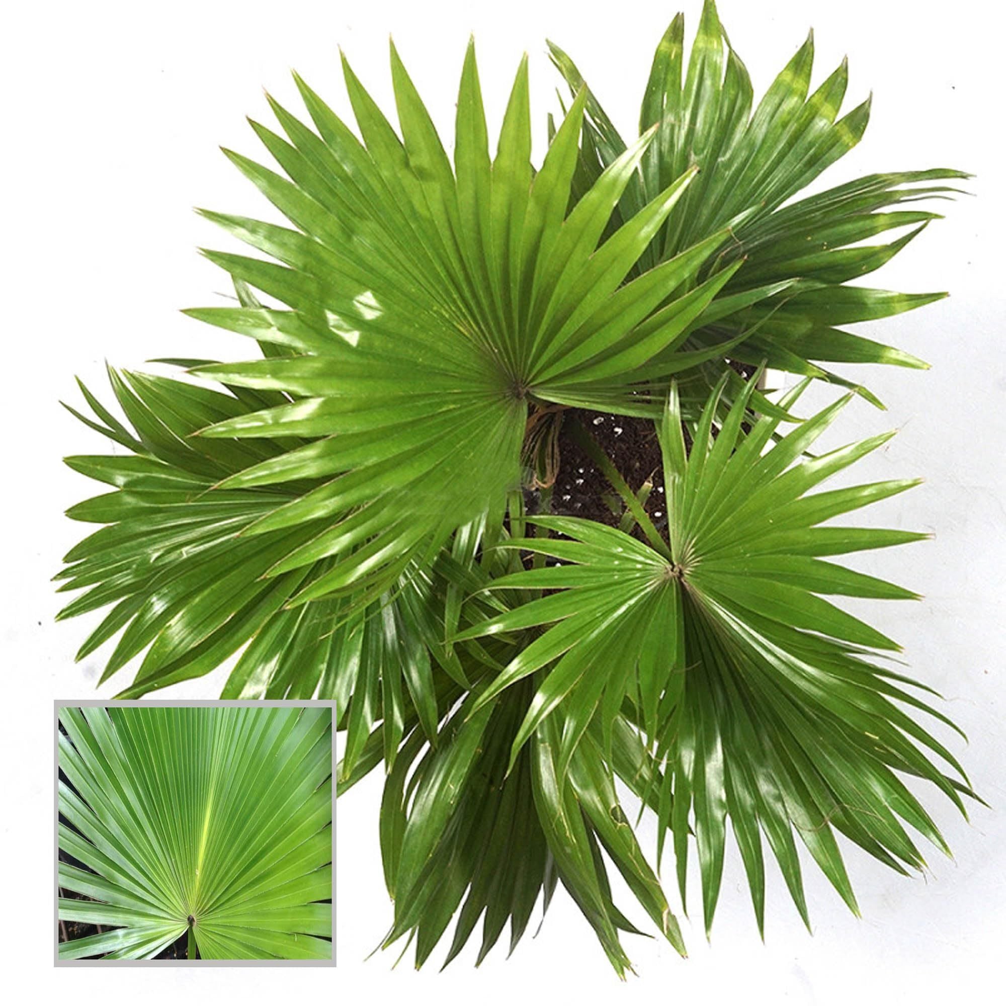 Chinese Fan Palm Ornamental Plant (1.5-3 Feet Height)