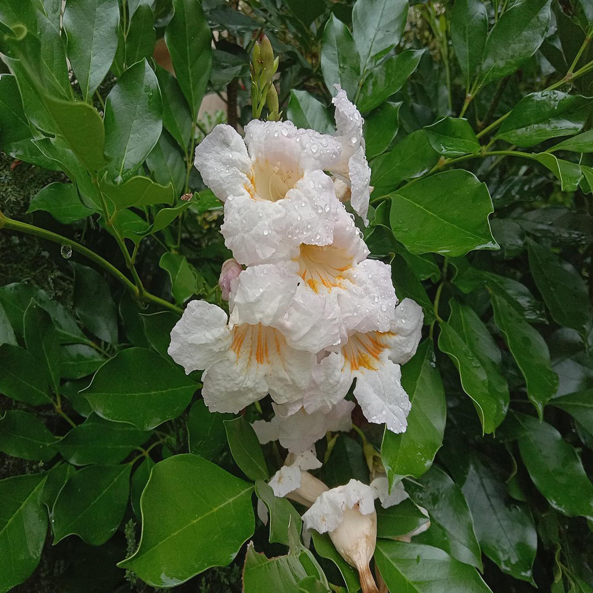 Hybrid Kamini Satin Wood Kunti Shrubs Flower Plant (1-2 Feet Height)