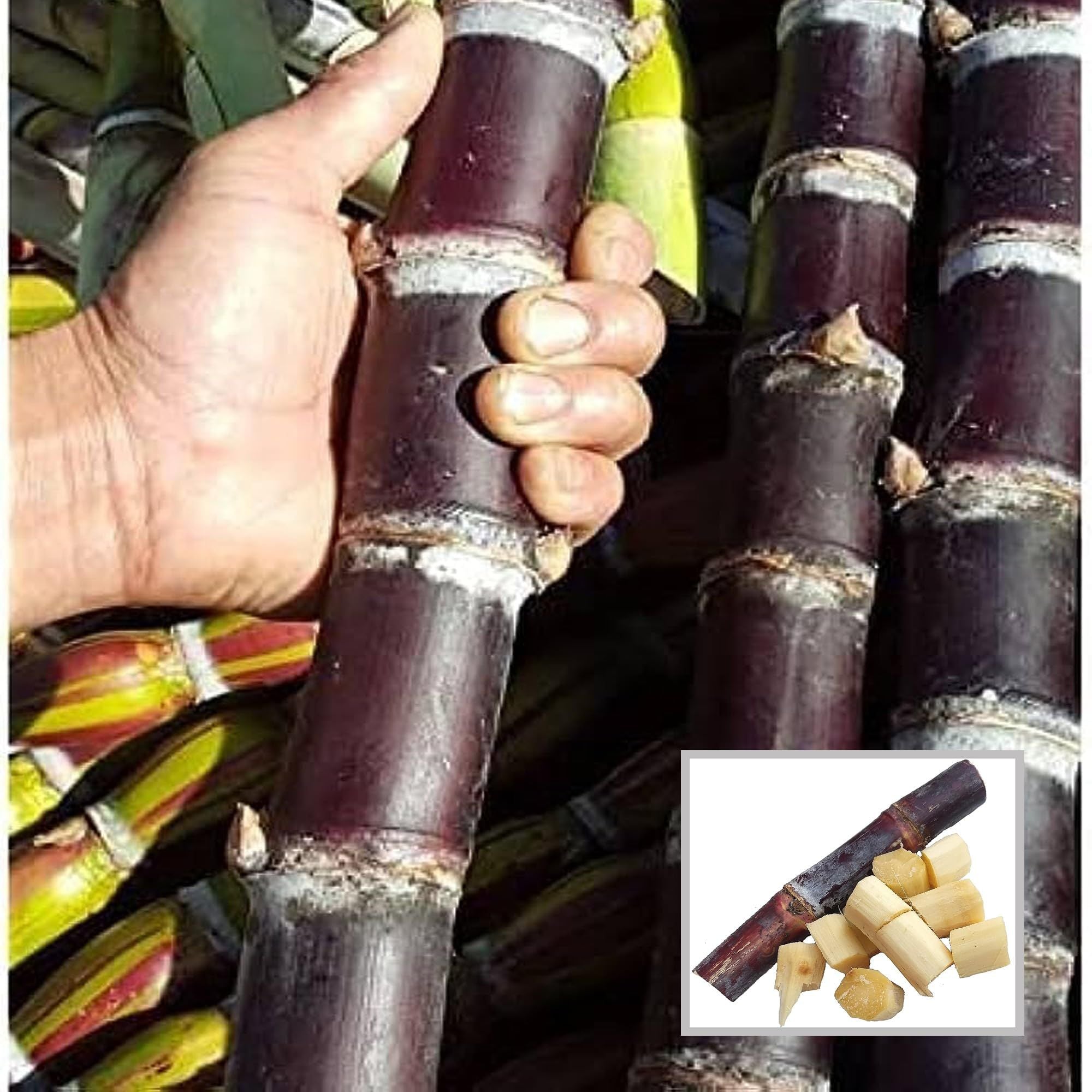 Soft Filipino Black Sugarcane Ganna Plant (1.5-3 Feet Height)