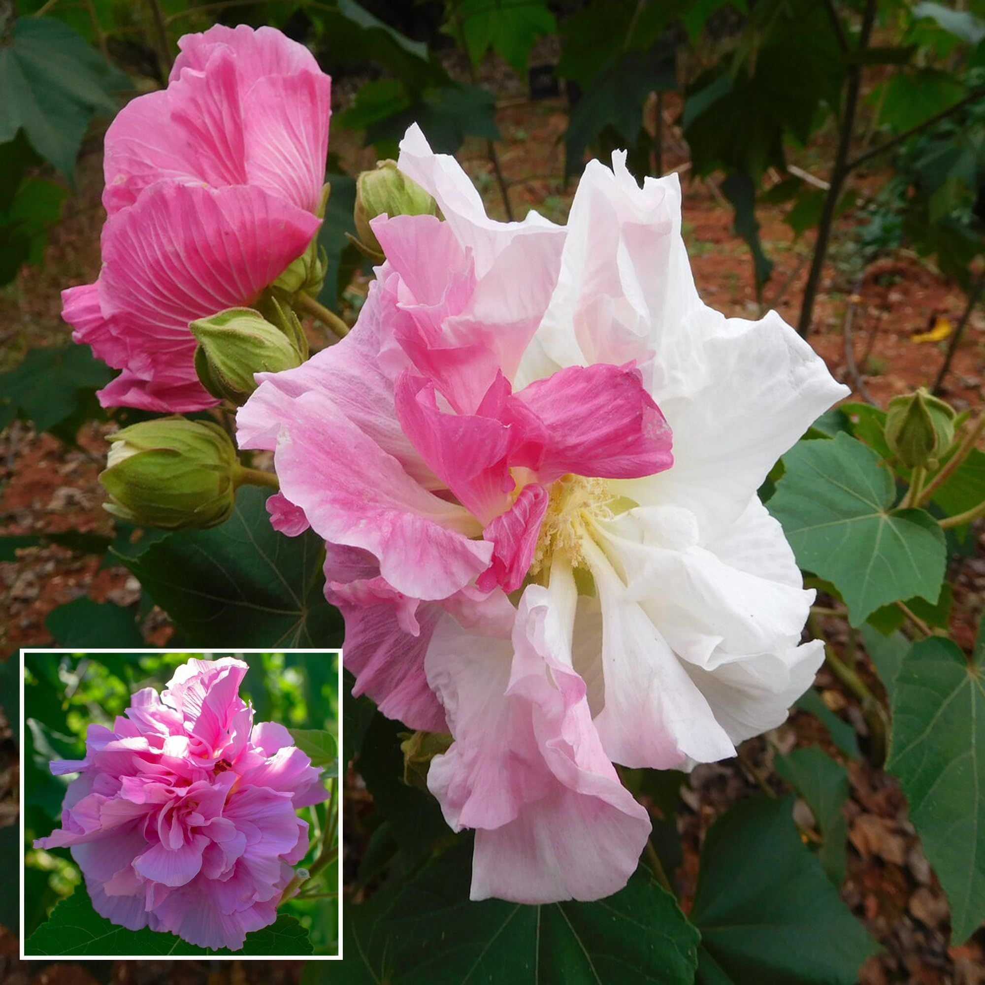 Double Petal Cotton Rose land lotus Sthal Poddo Hibiscus Mutabilis Changeable Colour Flower Plant (1-2 Feet Height)