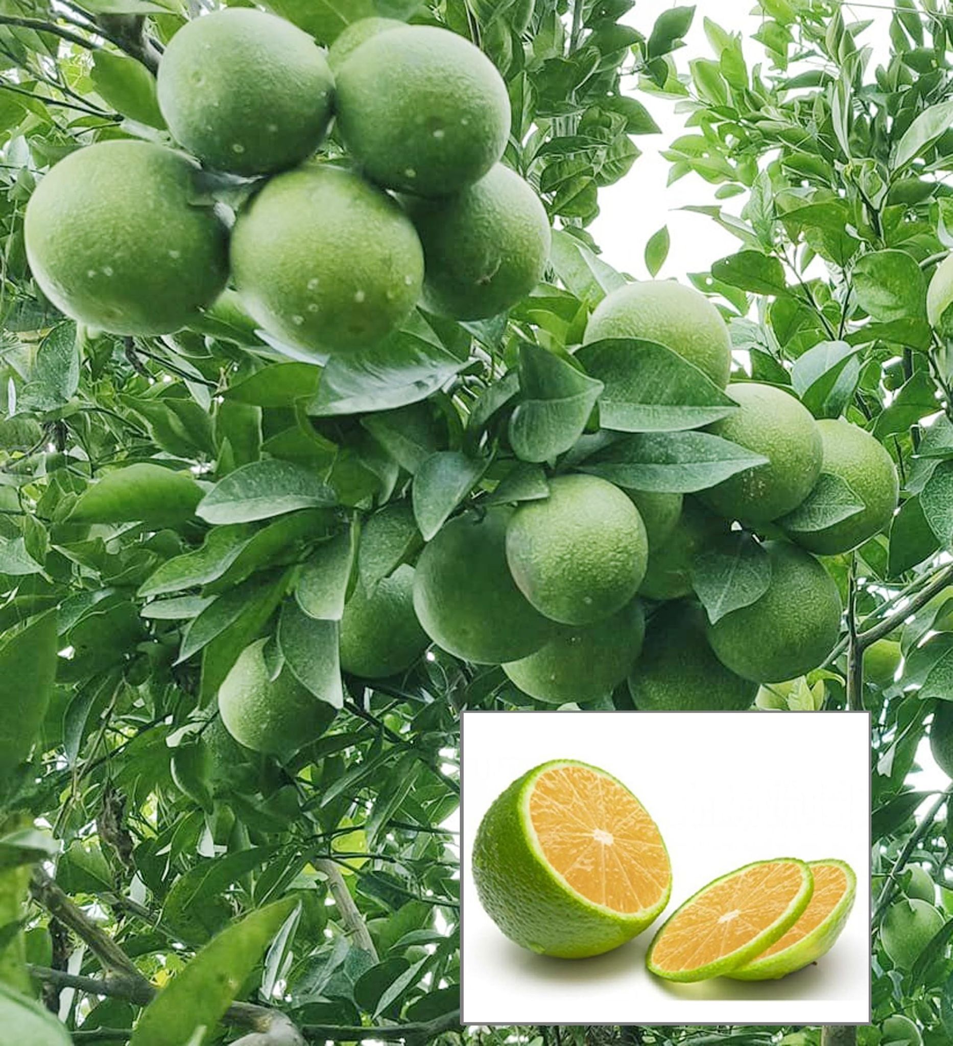 Jalna Sweet Mosambi Grafted Fruit Plant (1.5-2 Feet Height)