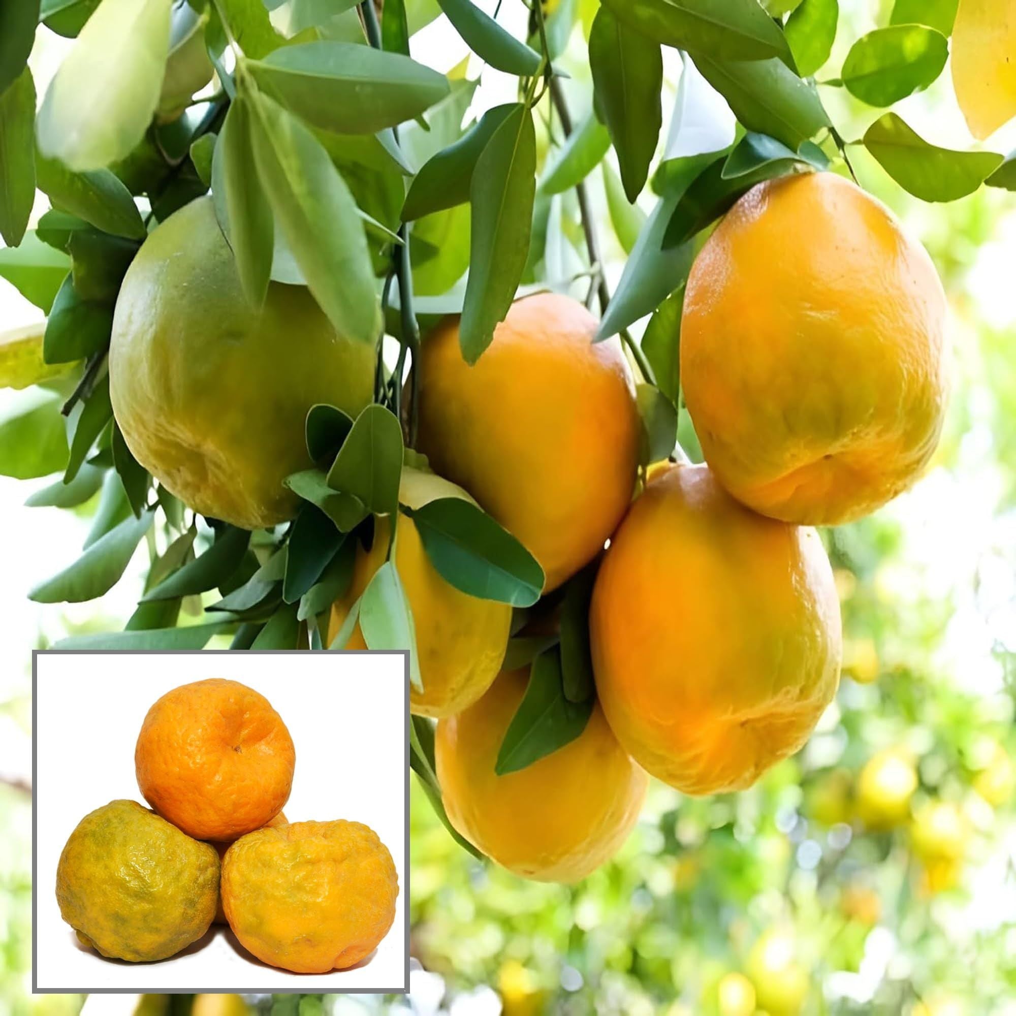 Nagpur Mandarin All Time Orange Santra Grafted Fruit Plant (1.5-2 Feet Height)