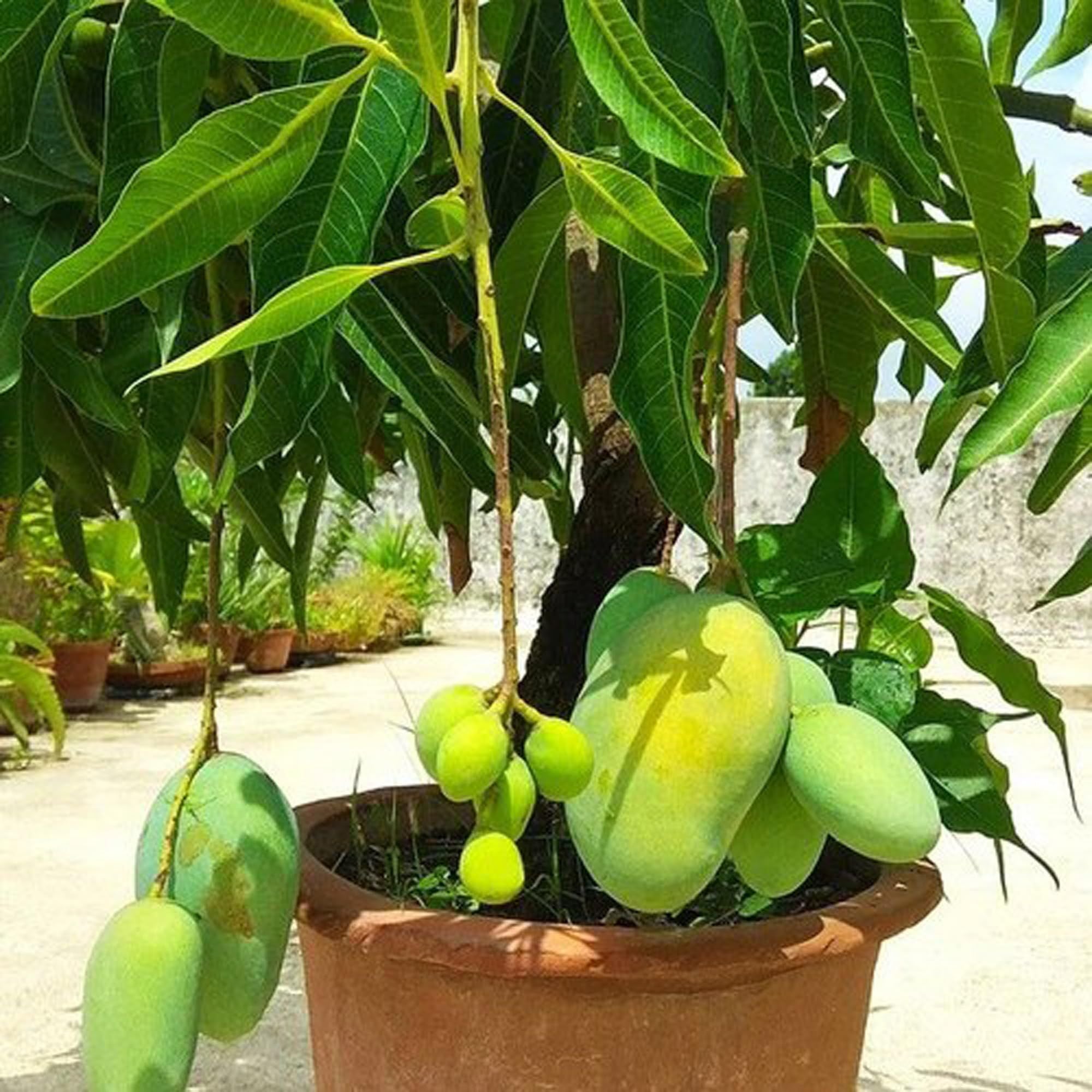 Thai All Time Baramasi Mango Aam Grafted Fruit Plant (1.5-3 Feet Height)