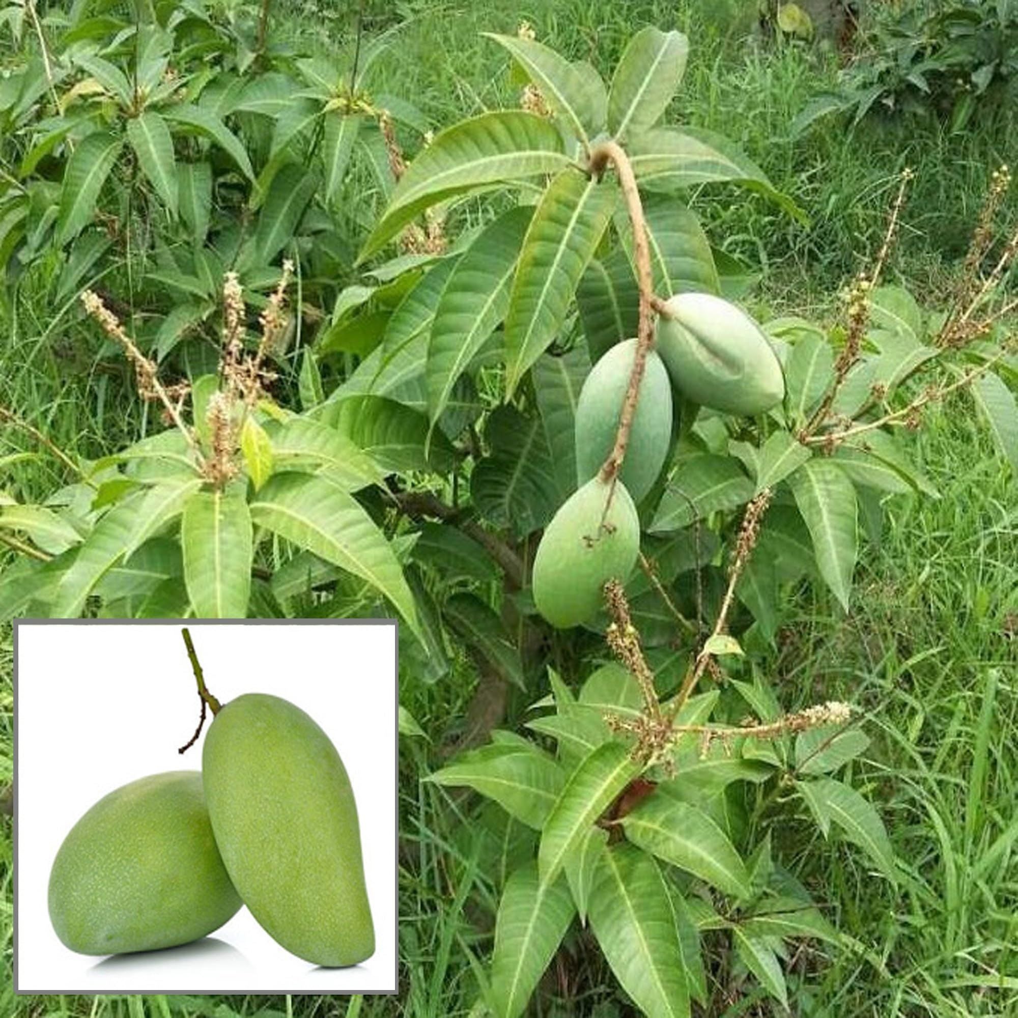 Thai All Time Baramasi Mango Aam Grafted Fruit Plant (1.5-3 Feet Height)