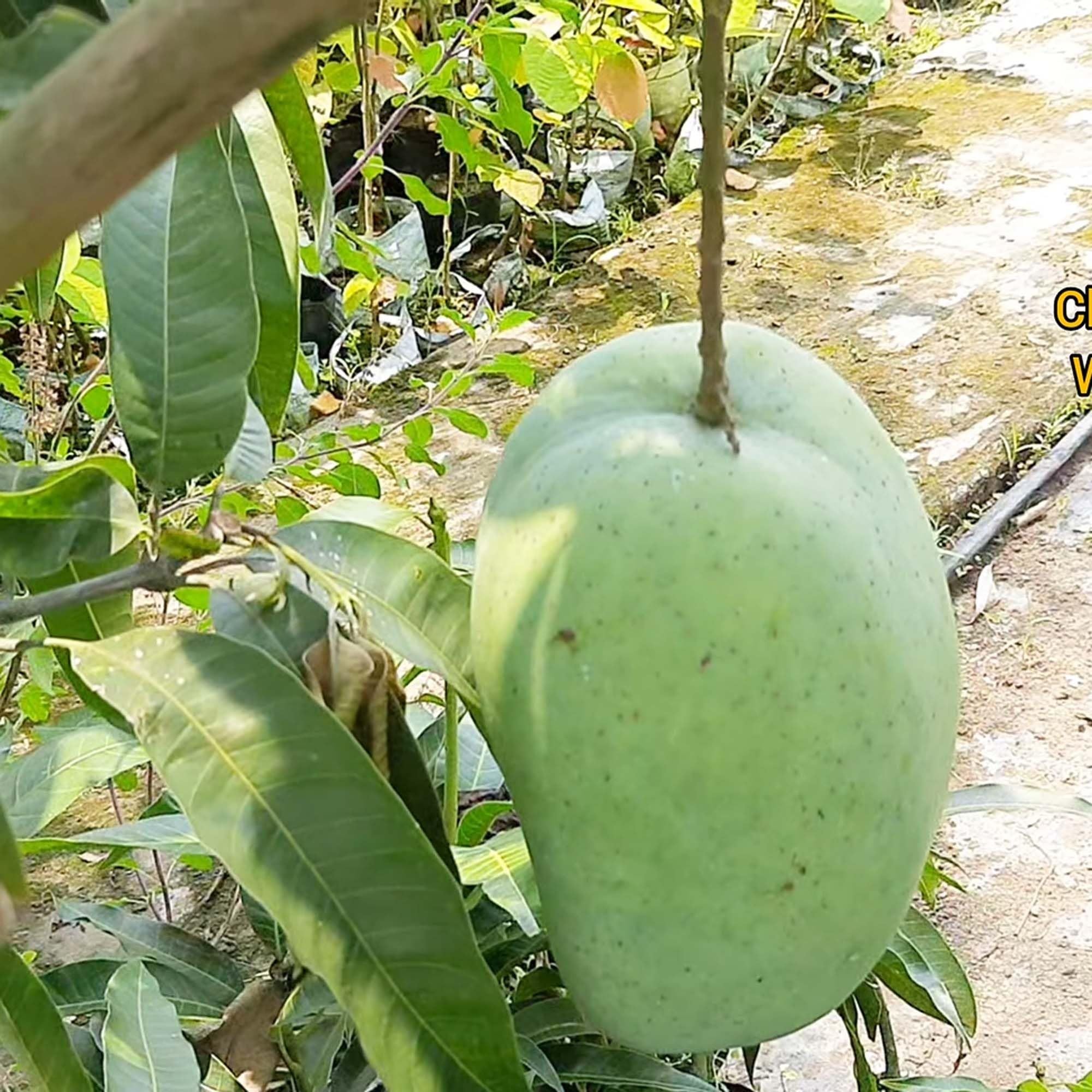 4KG Mango Aam Grafted Fruit Plant (1.5-3 Feet Height)