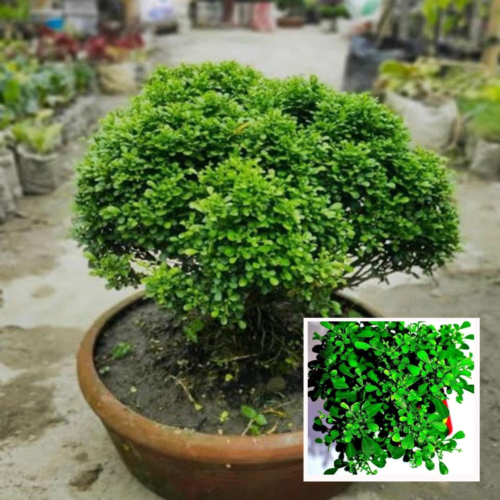 Table Kamini Satin Wood Kunti Shrubs Flower Plant (1-2 Feet Height)