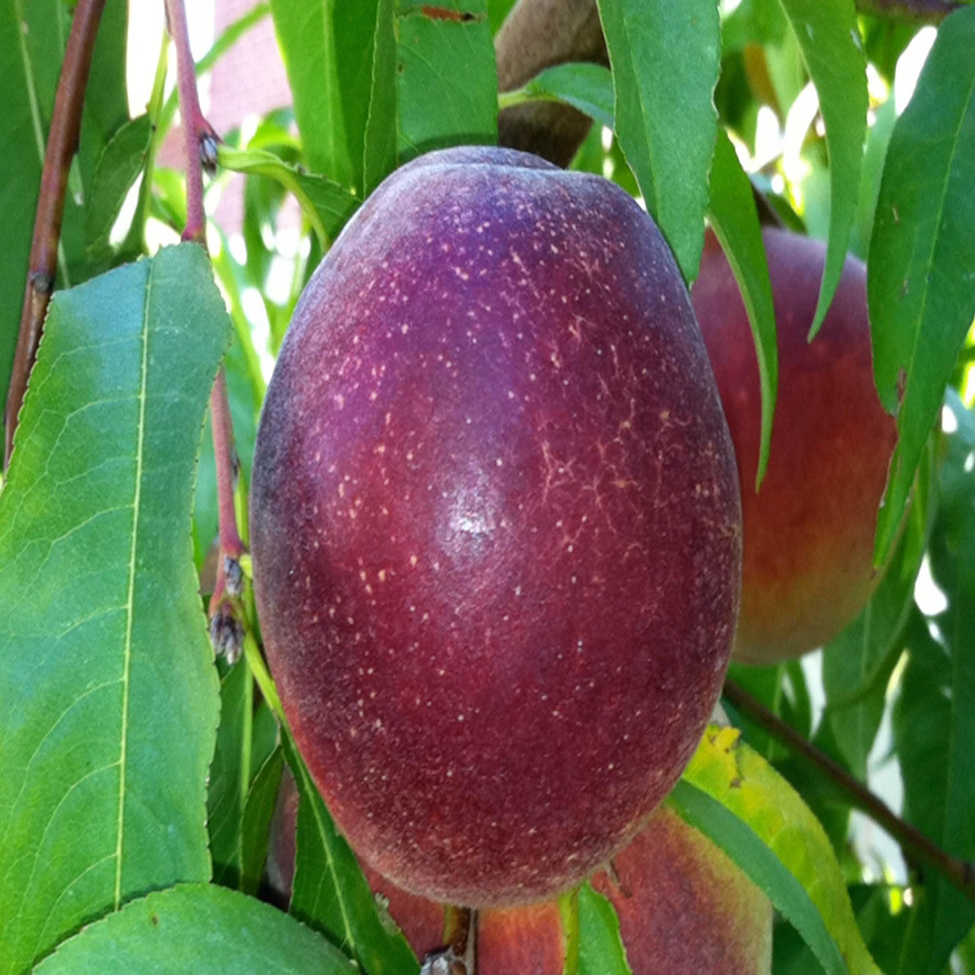 Star Apple Milk Fruit Plants  (1.5-3 Feet Height)