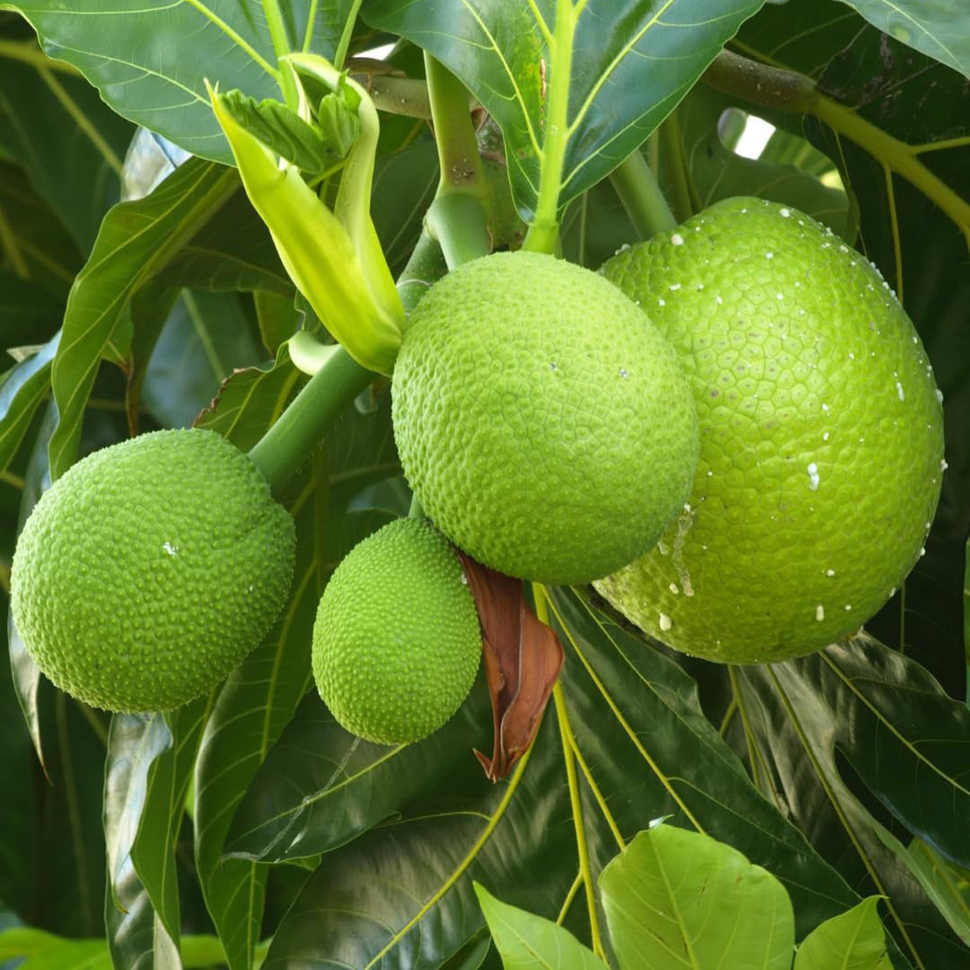Bread Fruit Plant (1.5-3 Feet Height)