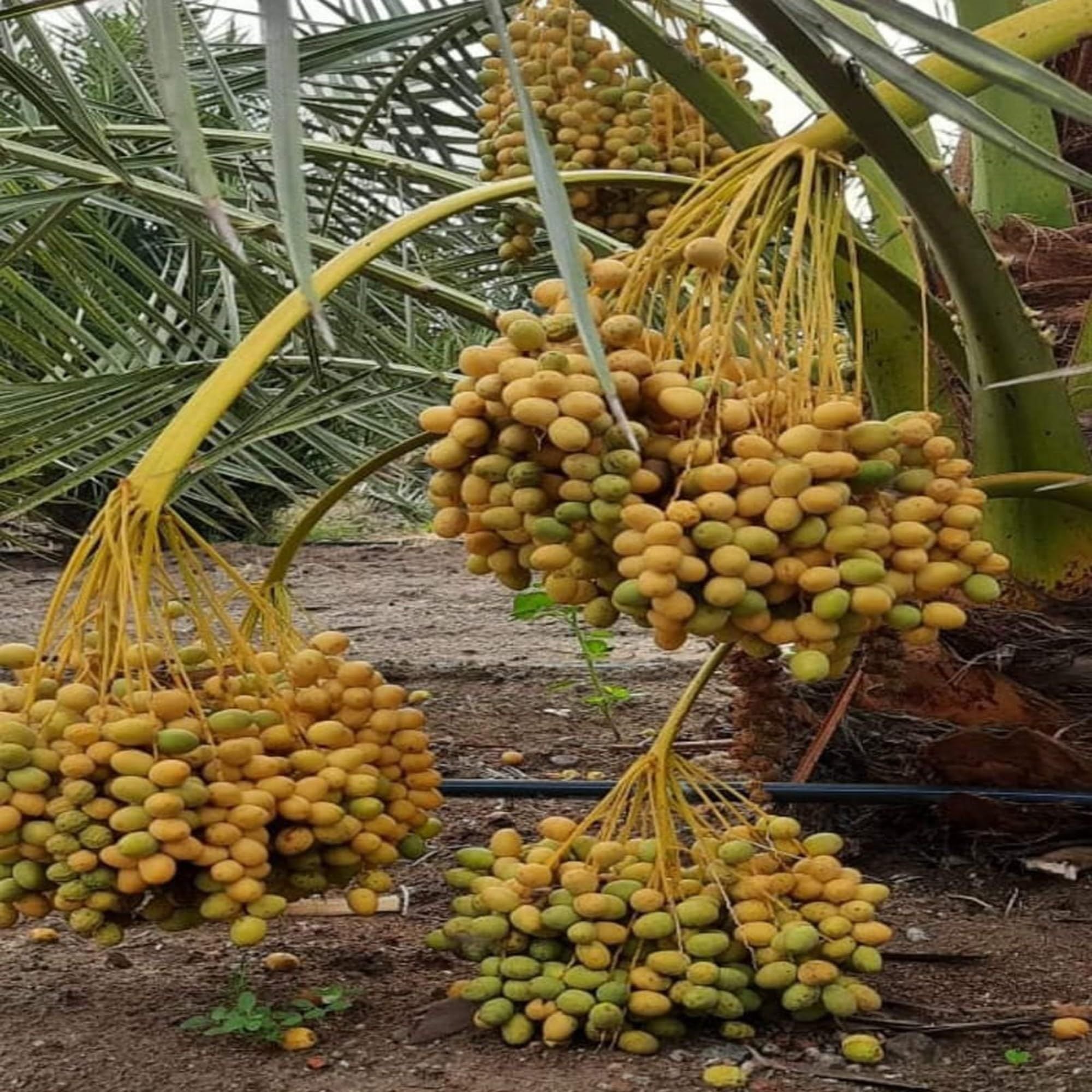 Ajwa Dates Palm Arabian Khurma Khajoor Dwarf Fruit Plant (1.5-3 Feet Height)