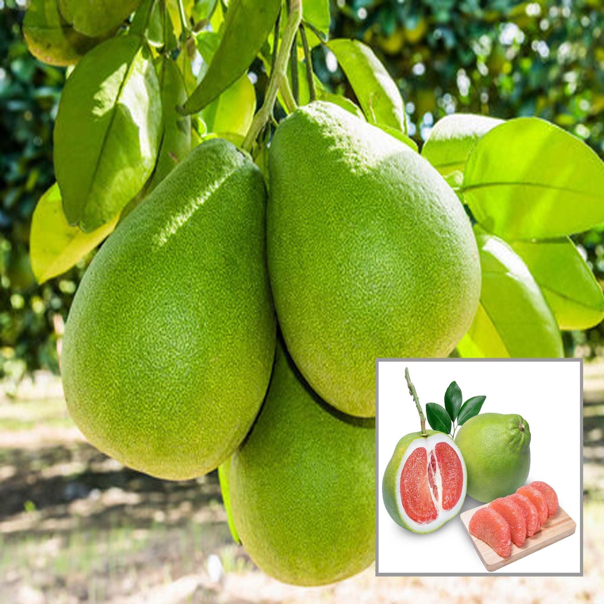 Seedless Pomelo Grapefruit Jambura Gaint Chakotra Batabi Lebu kambili Naranga Layering/Grafted Fruit Plant (1.5-3 Feet Height)