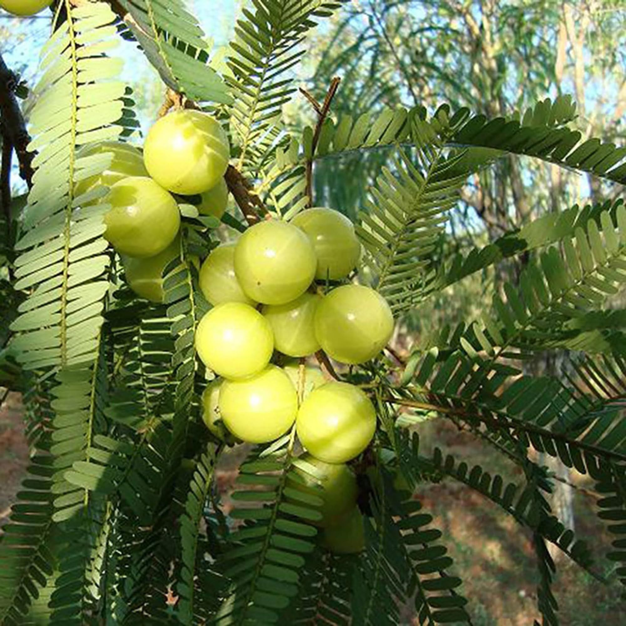 Sweet Banaras Amla Gooseberries Amloki Grafted Fruit Plant (1.5-3 Feet Height)
