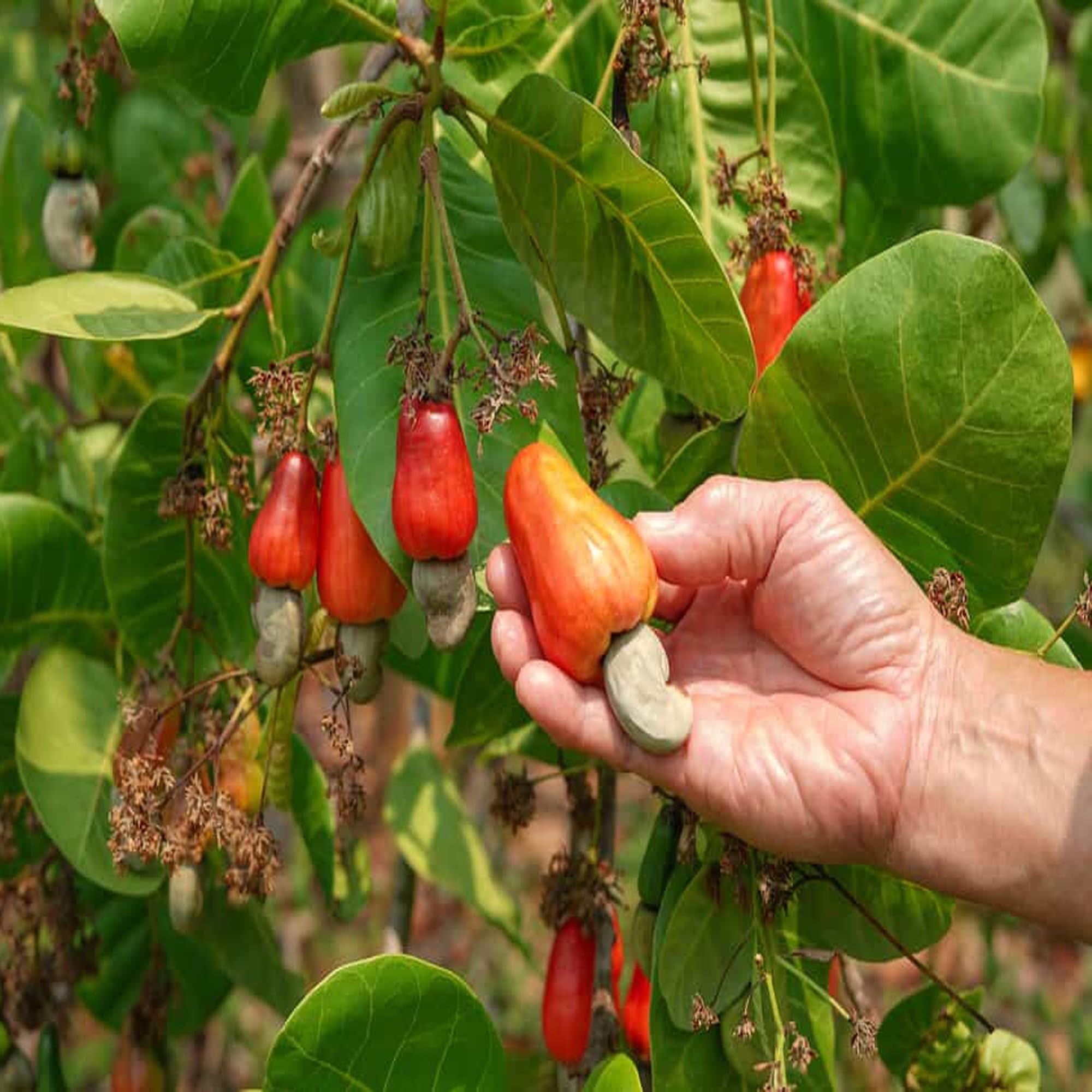 Jhargram 1 Kaju Cashew Nut Anacardium Fruit Plant (1.5-3 Feet Height)