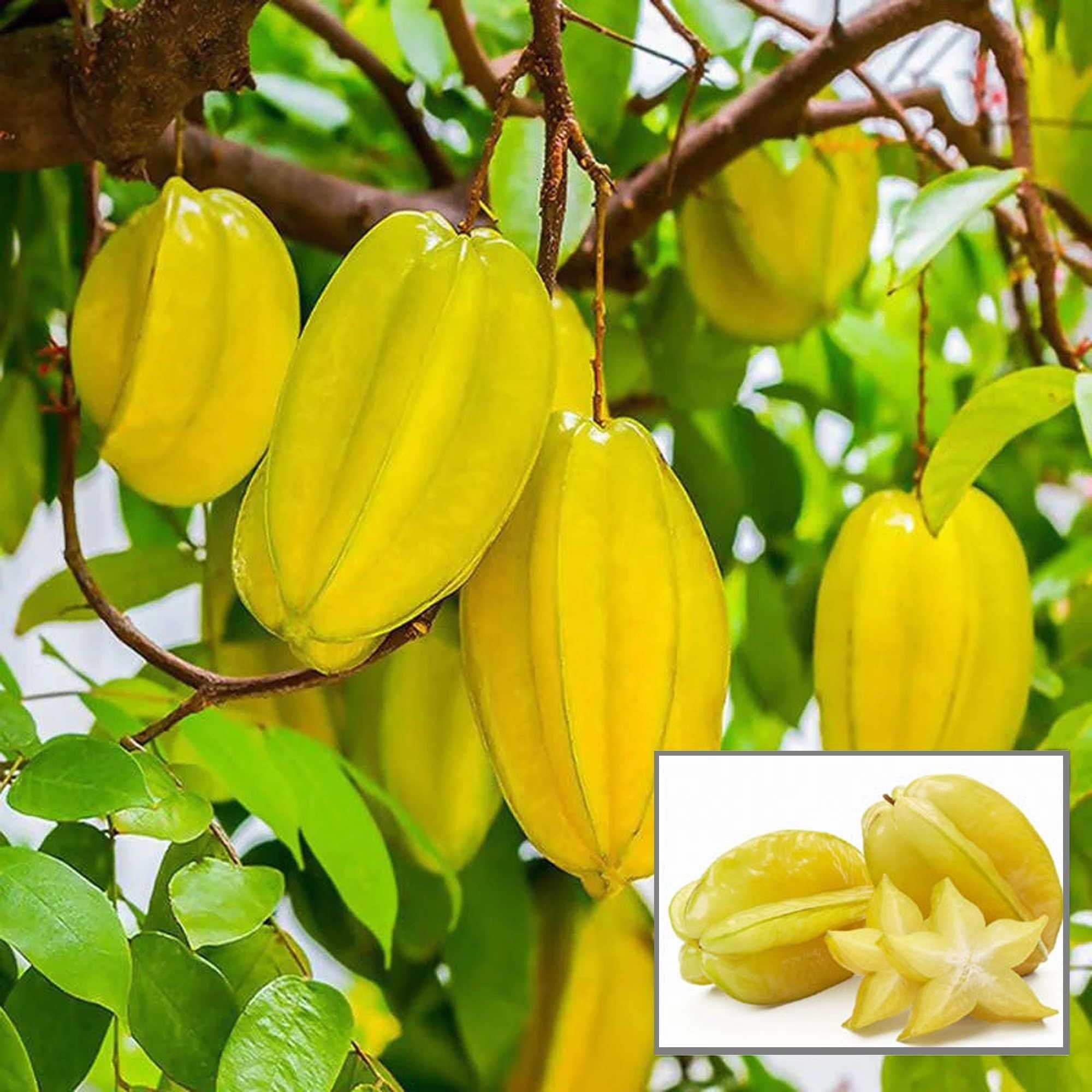 Thai Sweet Star Fruit Carambola Kamranga Amrak Grafted Plant (1.5-3 Feet Height)
