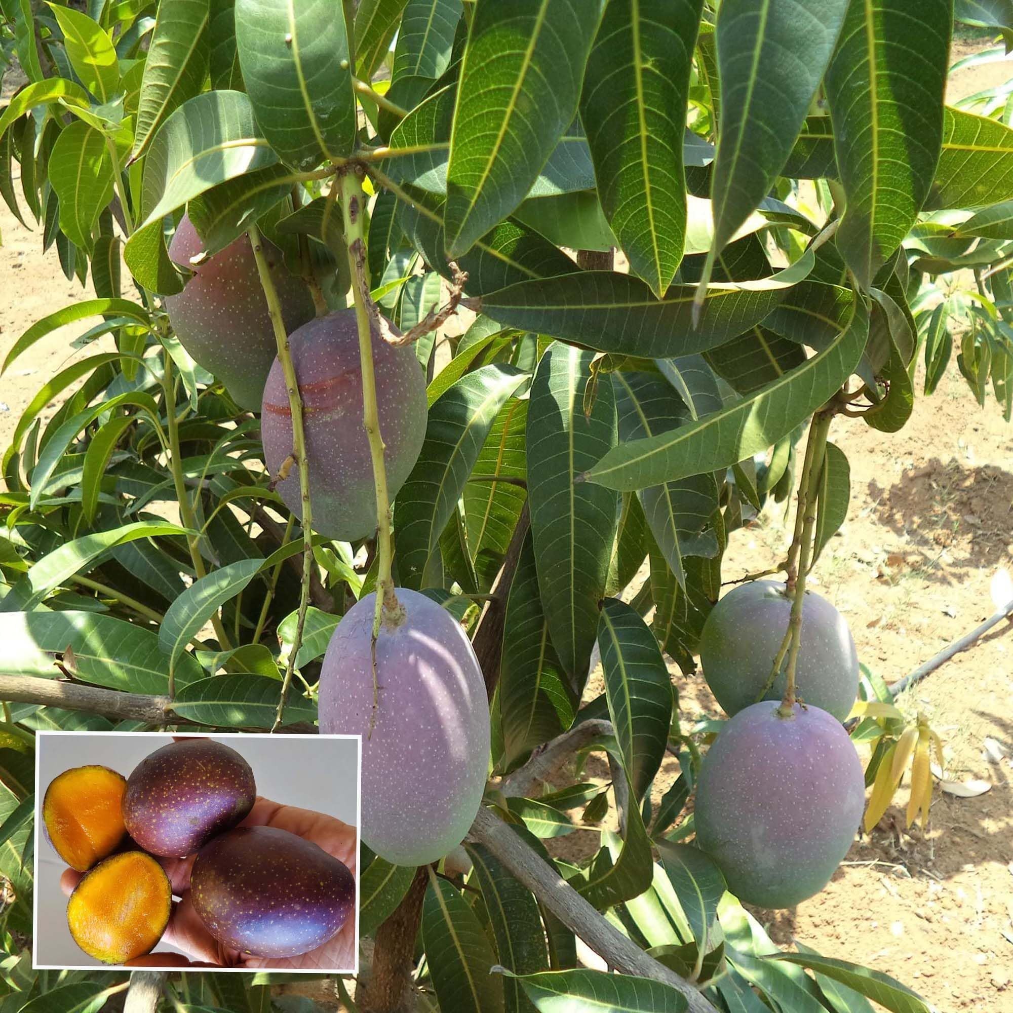 Pusa Arunika Mango Aam Grafted Fruit Plant (1.5-3 Feet Height)