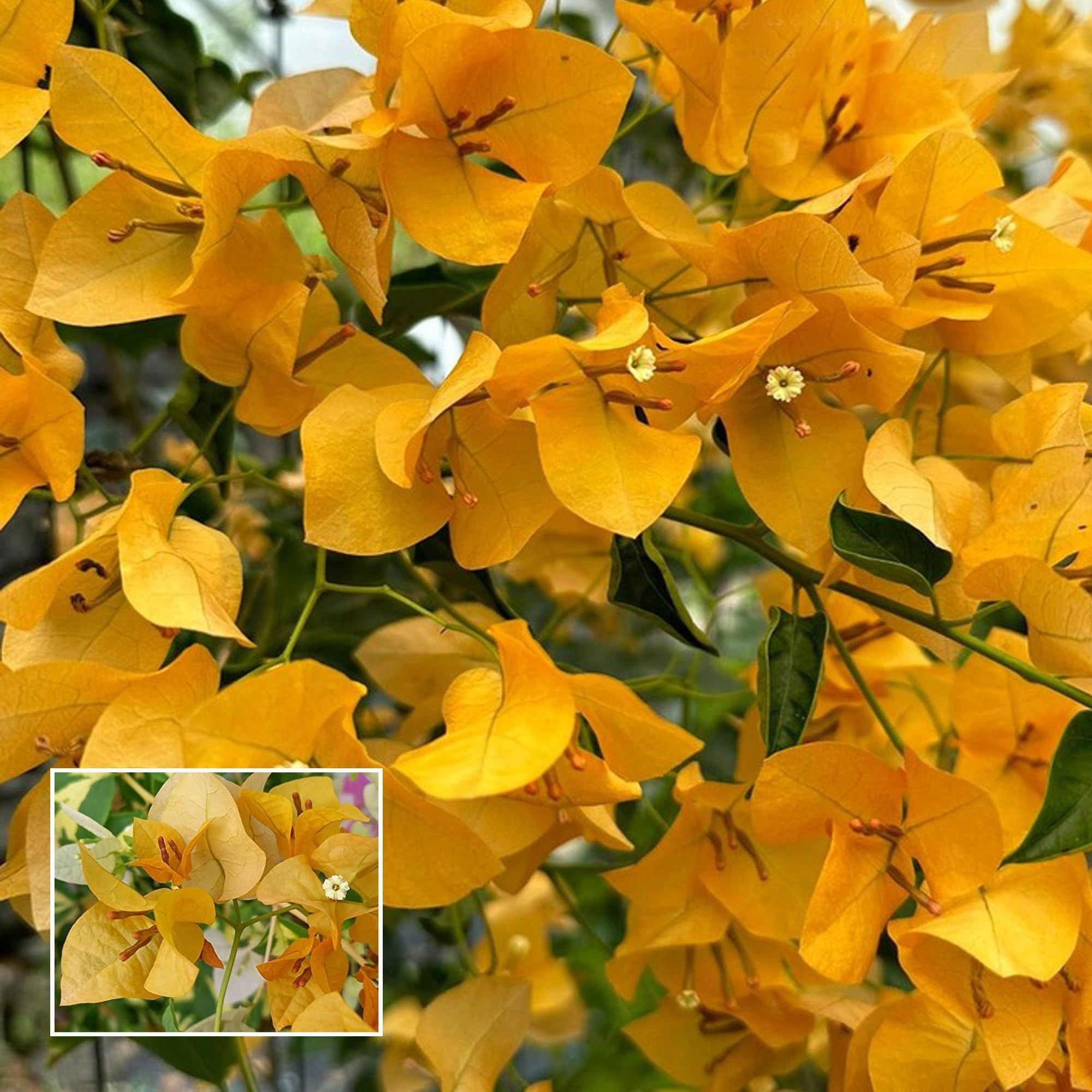 Yellow Colour Bougainvillea Kagoj Ful Shrubs Flower Plant (1-2 Feet Height)