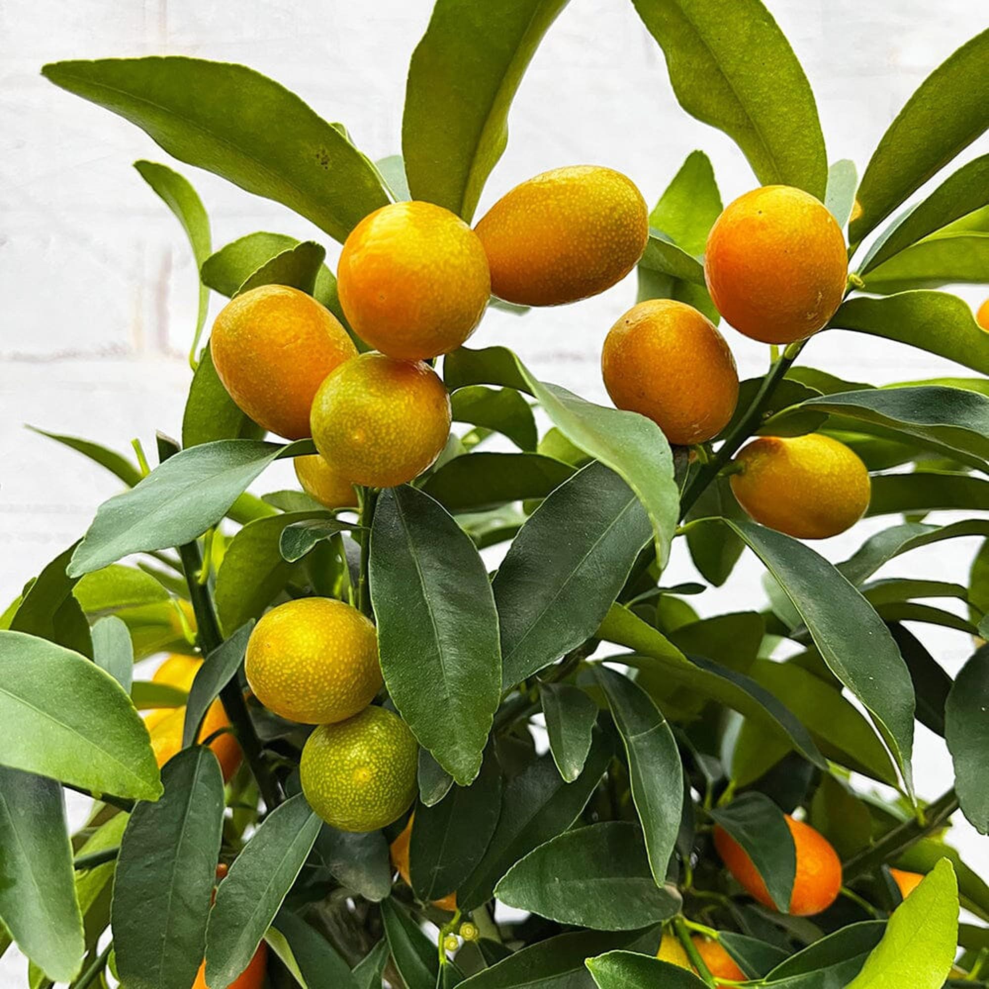 Sweet Thai Kumquat Lemon Nimbu Grafted Fruit Plant (1-2 Feet Height)