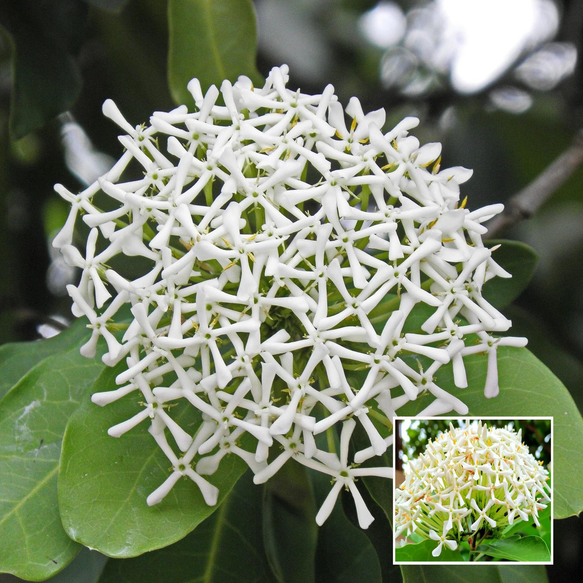White Colour Ixora Rukmini Rangan Flower Shrubs Plant (1.5-3 Feet Height)