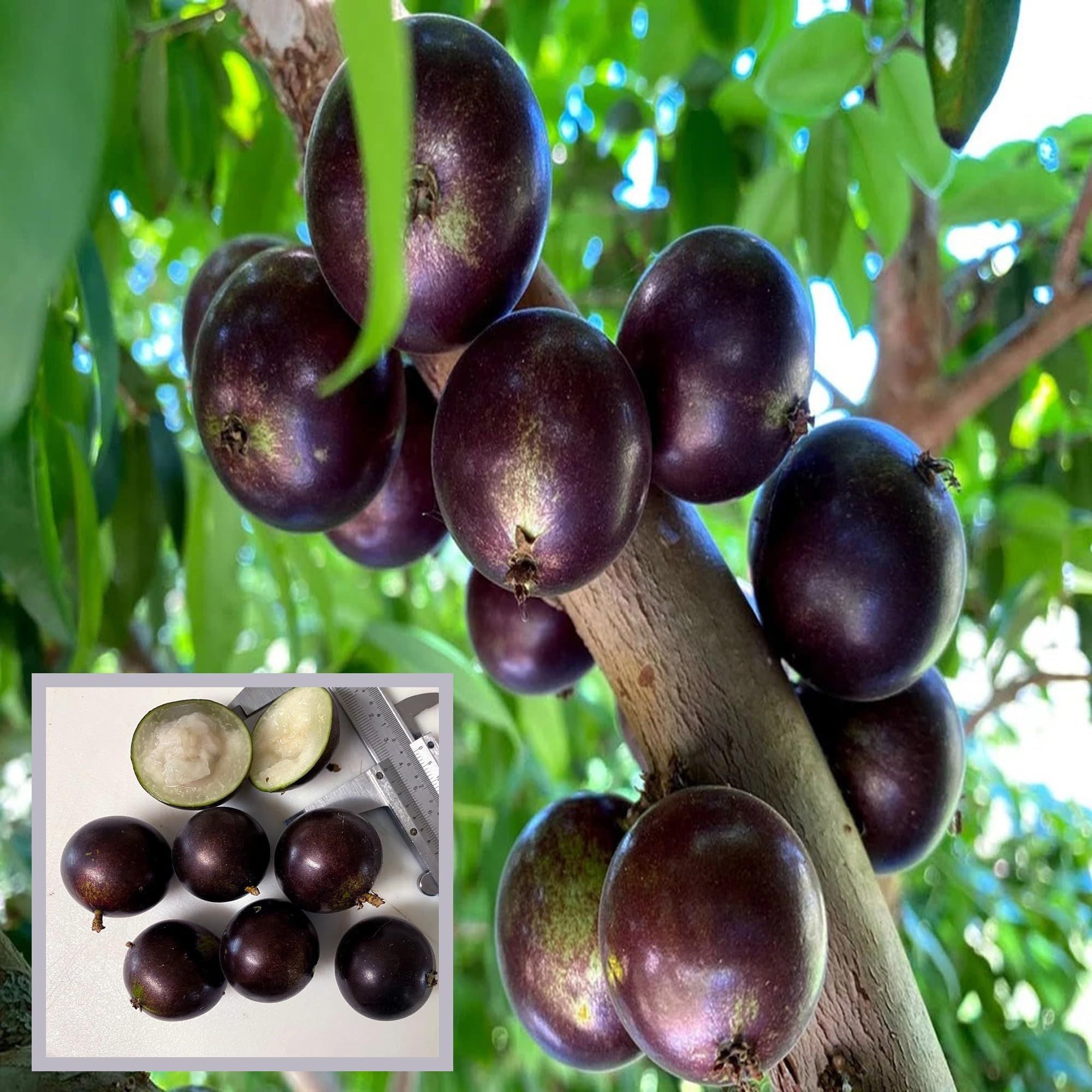 Grimal Jabuticaba Fruit Plant (1.5-3 Feet Height)
