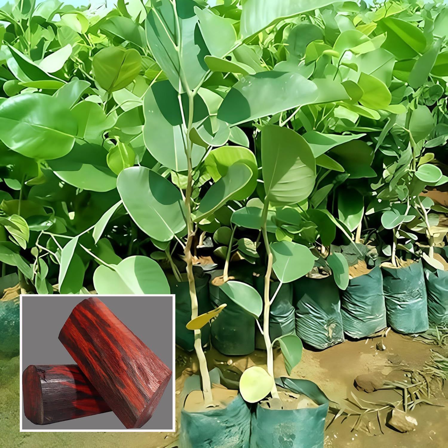 Red Sandalwood Chandan Avenue Plant (1.5-3 Feet Height)