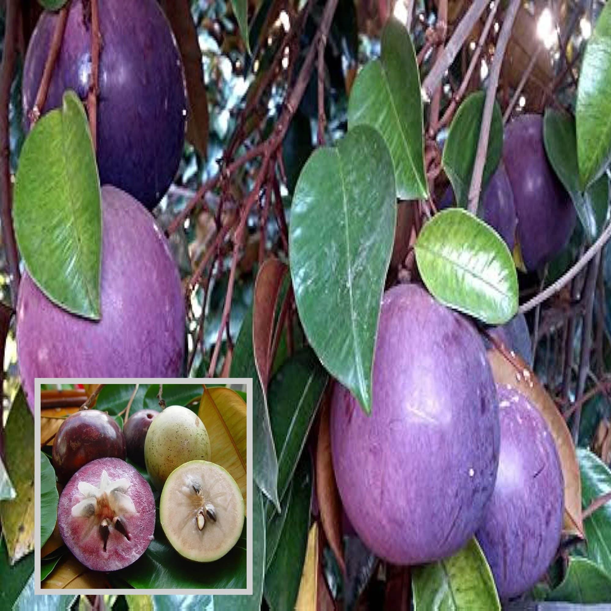 Star Apple Milk Fruit Plants  (1.5-3 Feet Height)