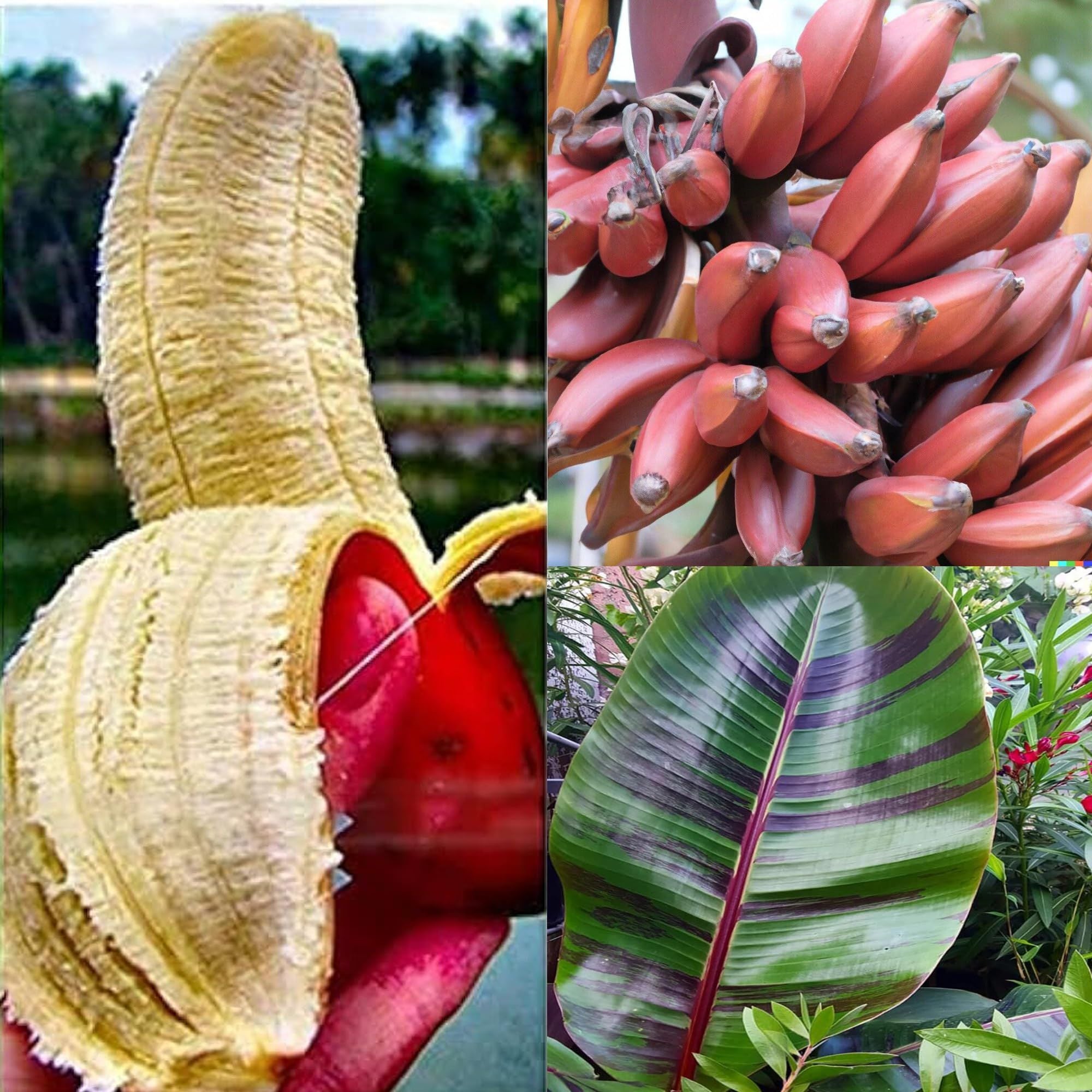 Red Banana Tissue Caltured Fruit Plant (1.5-2 Feet Height)