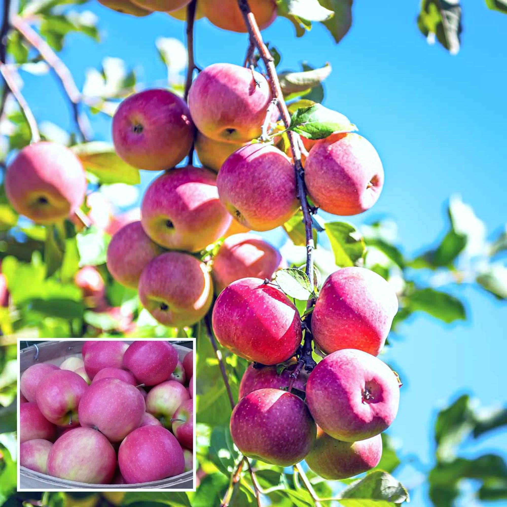 Pink Lady Apple Seb Grafted Fruit Plant (1.5-3 Feet Height)