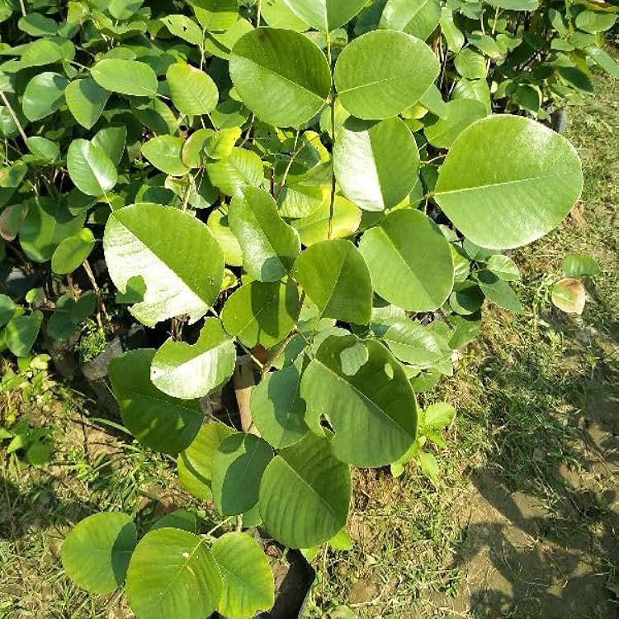 Red Sandalwood Chandan Avenue Plant (1.5-3 Feet Height)