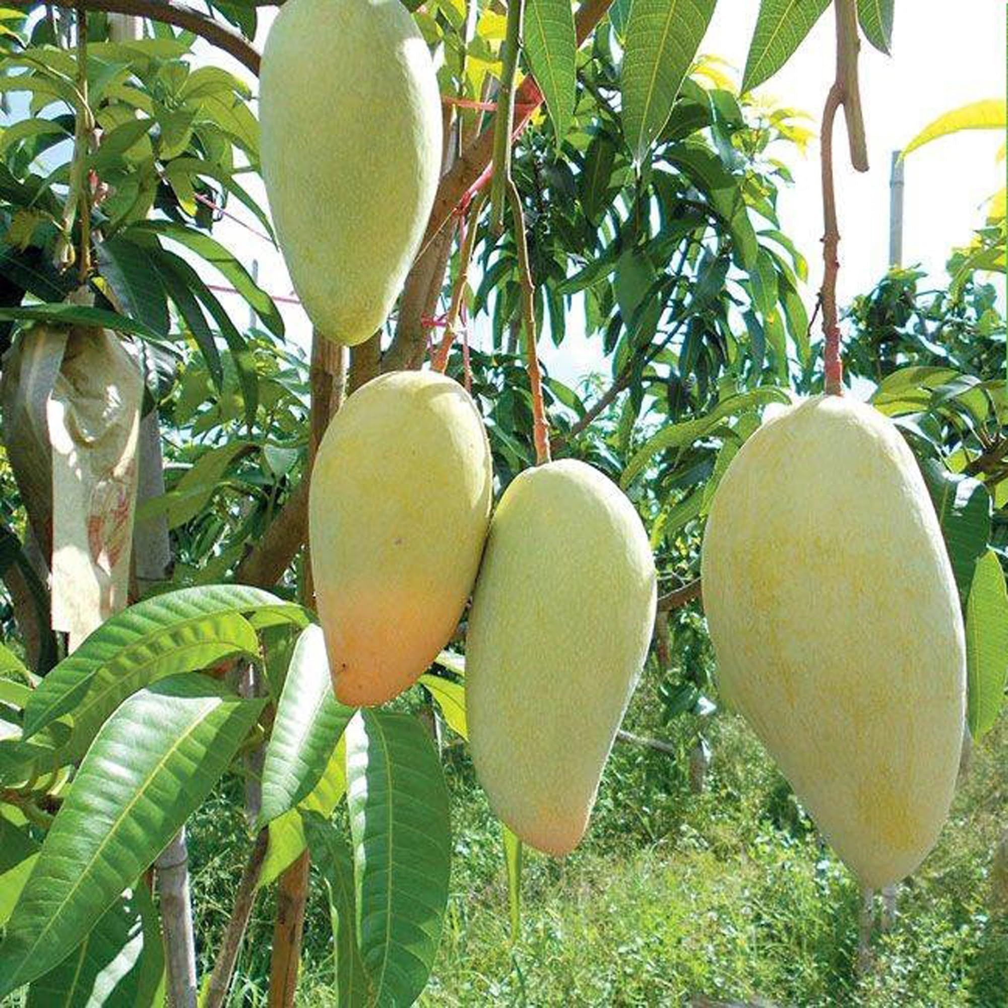 Thai Catimon Katimon All Time Sweet Fruit Mango Aam Grafted Fruit Plant (1.5-3 Feet Height)